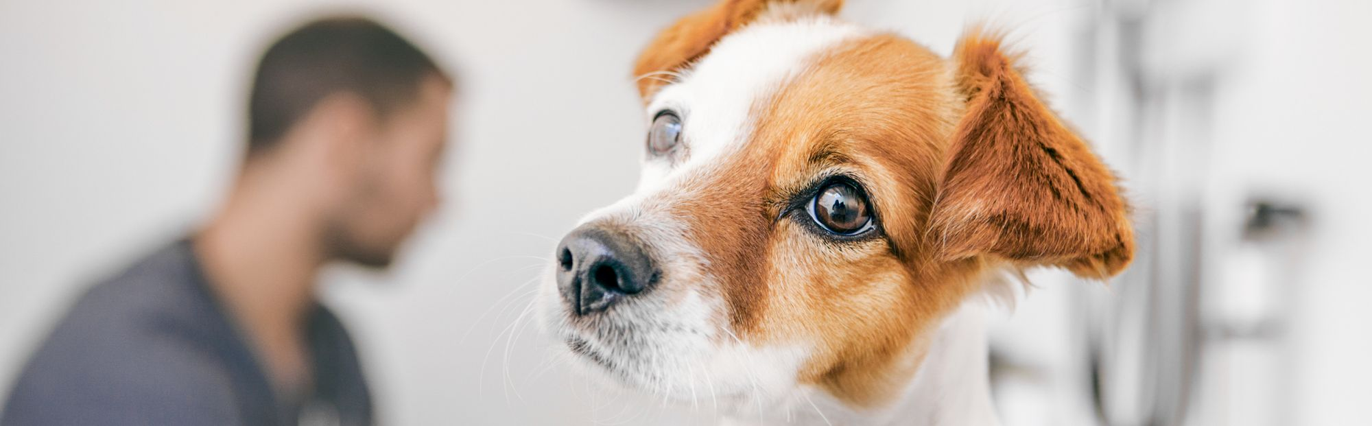 Jack Russell Terrier puppy sitting in a veterinary clinic