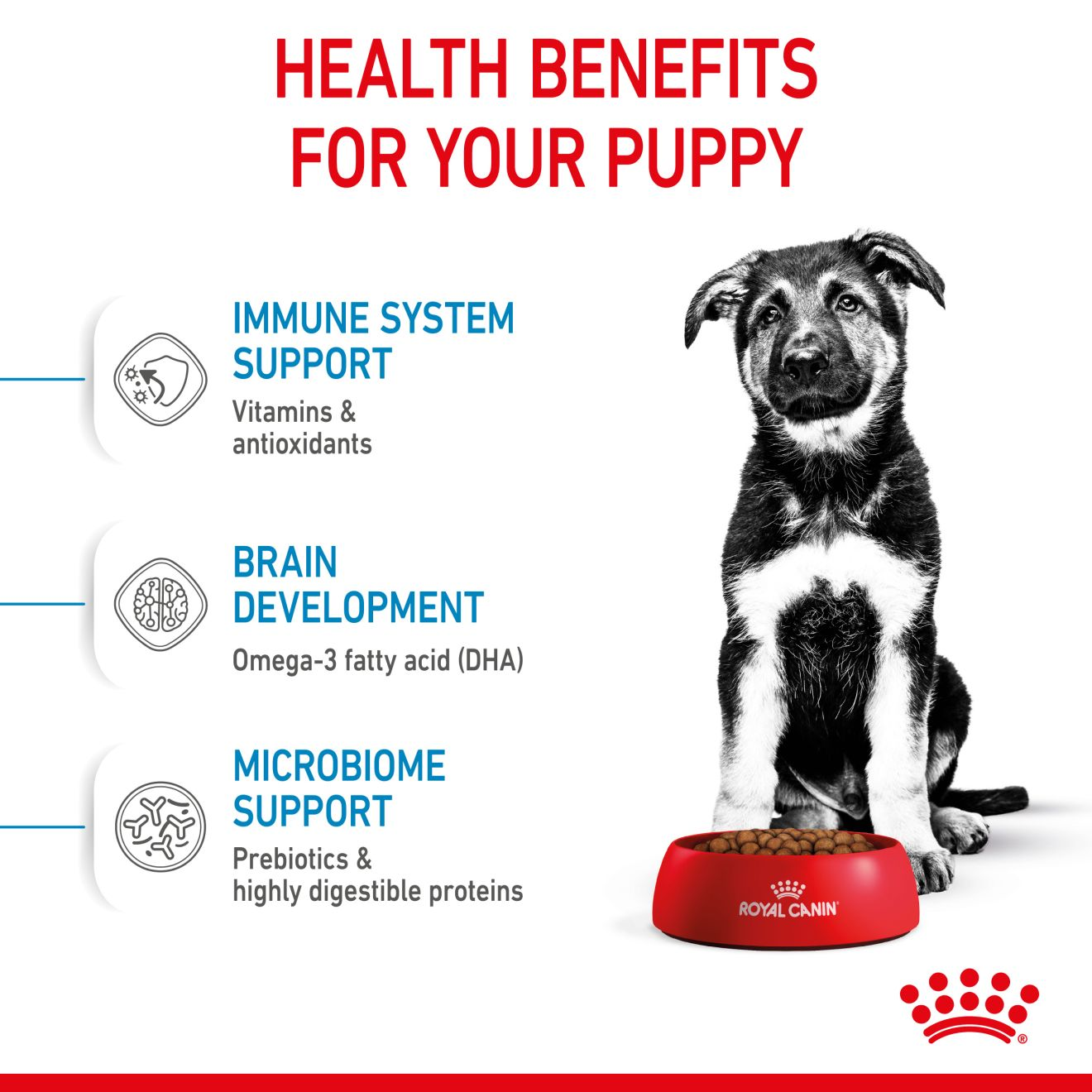 Royal canin best sale puppy maxi food