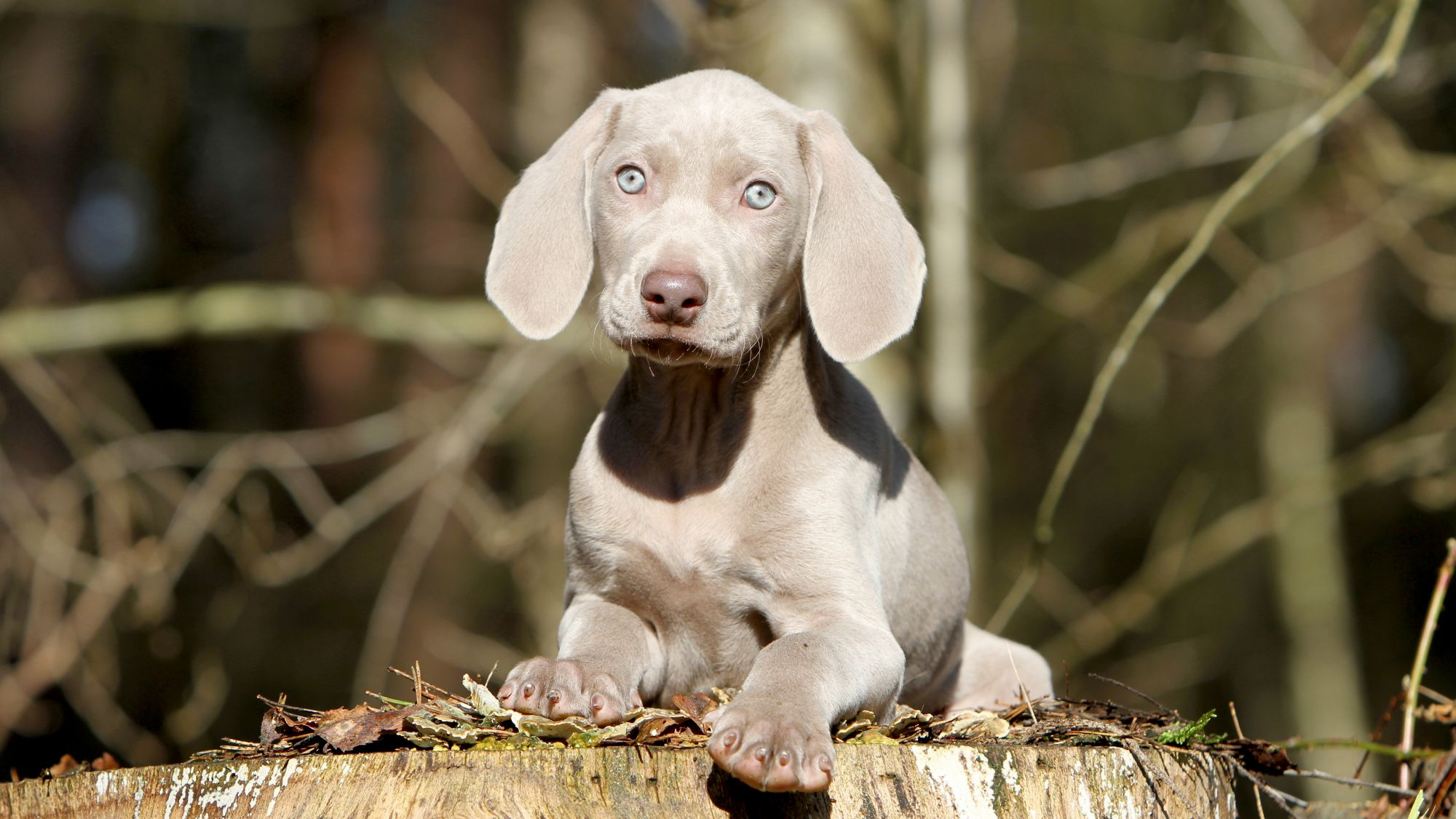 Grey Weimaraner puppy sat on a cut tree trunk 