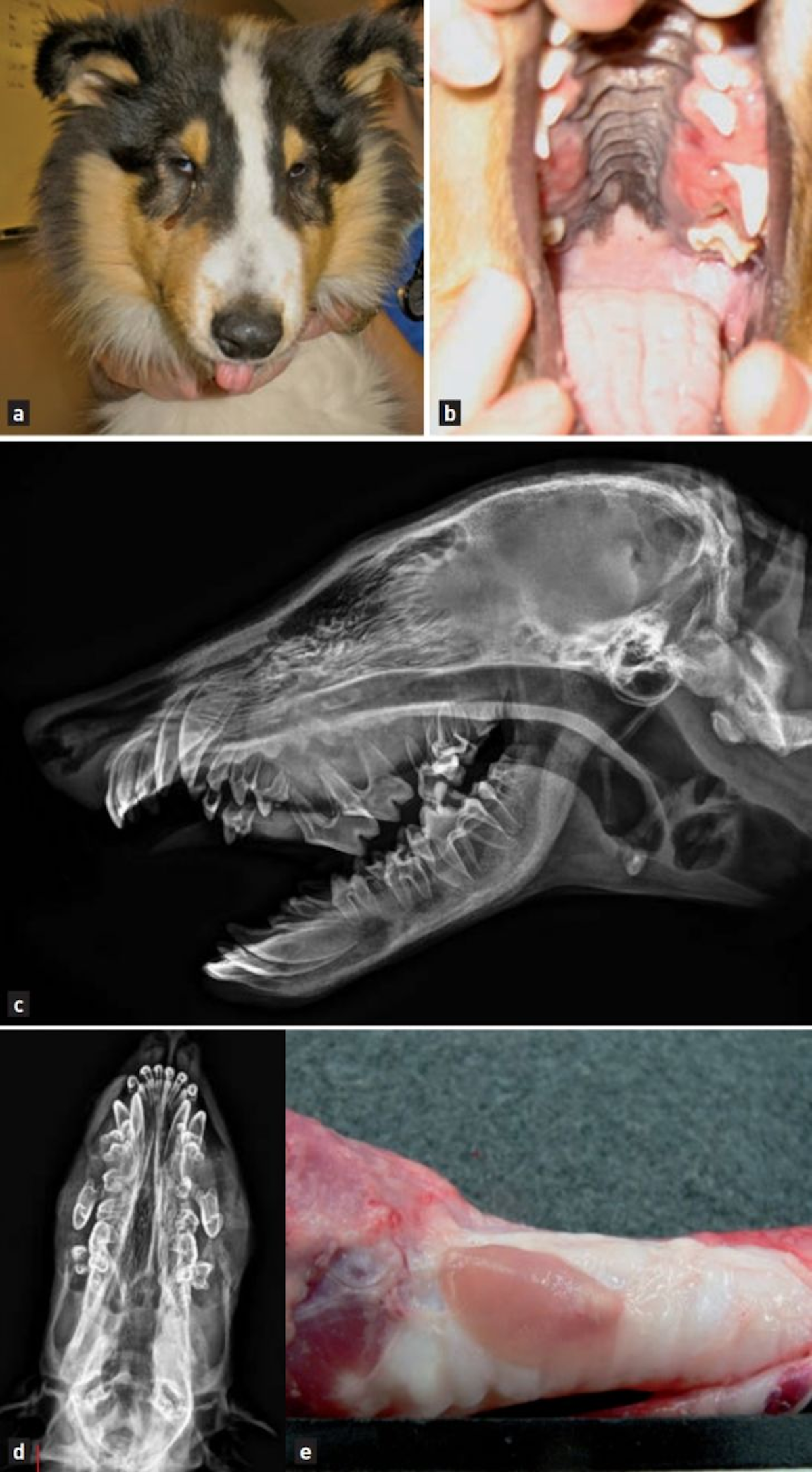 A 5-month-old male Collie dog that presented with a widened maxilla (a).