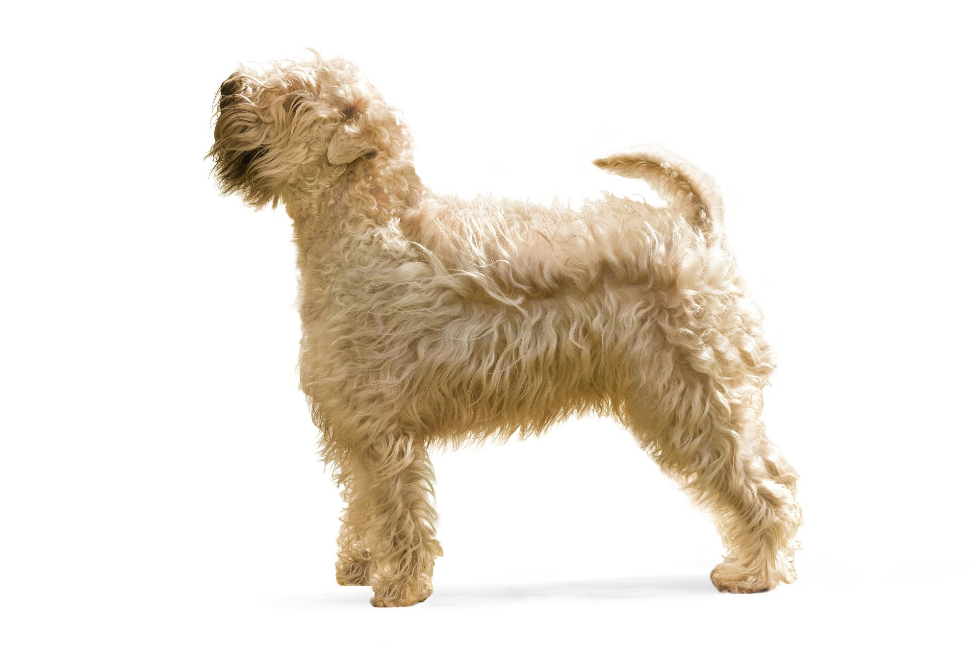 Irish Soft Coated Wheaten Terrier adult black and white