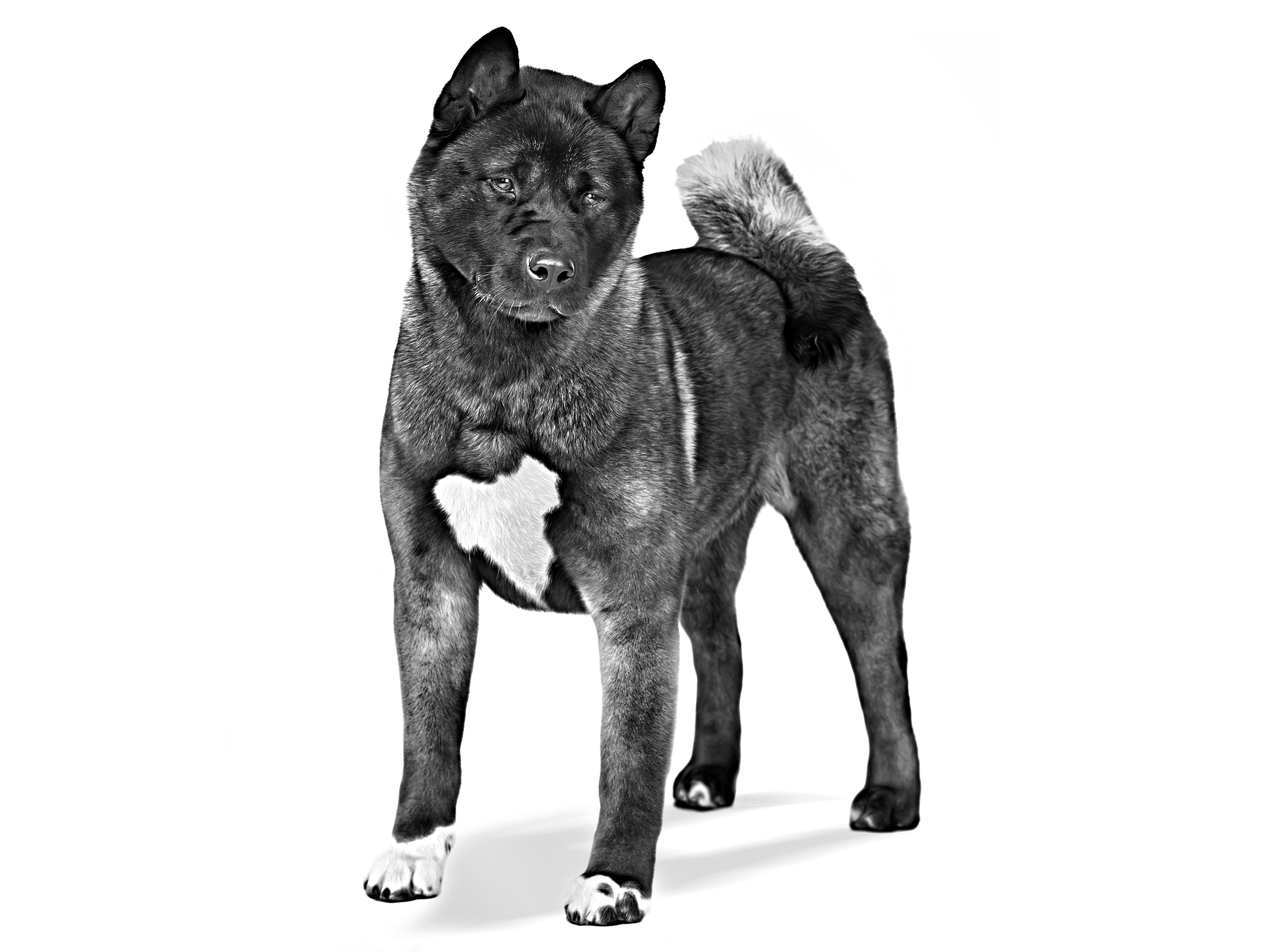 Black and best sale grey akita