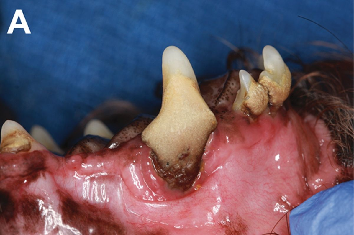 A Maltese-cross dog under anesthesia and in dorsal recumbency; the left maxillary canine tooth shows severe calculus accumulation with gingival recession. 