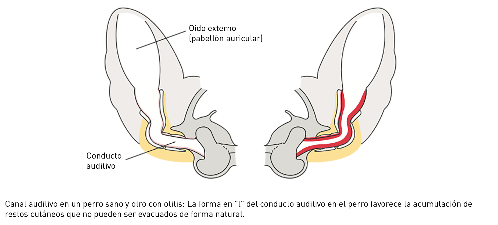 canine ear anatomy