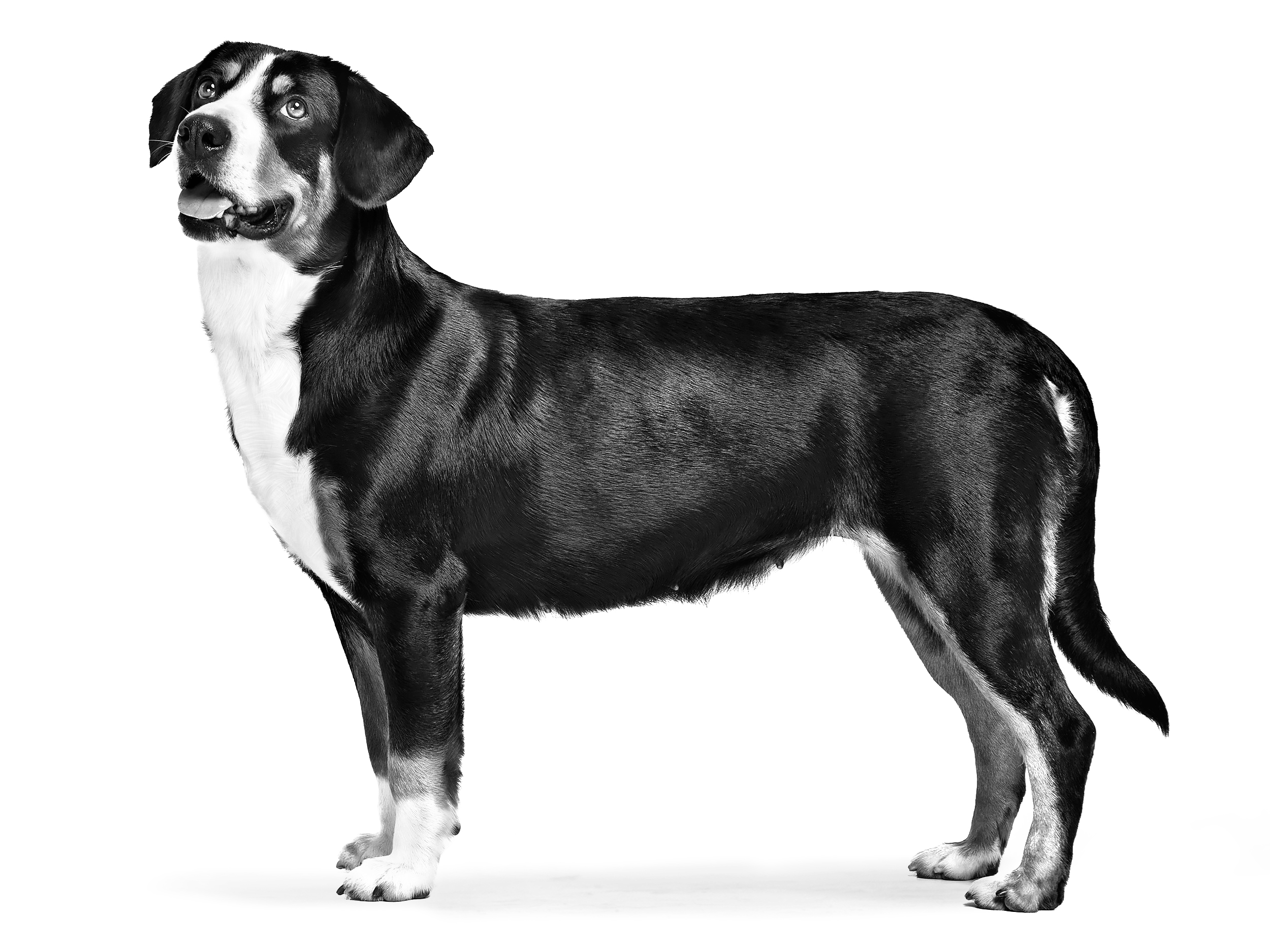 Entlebuch Cattle Dog adult in black and white