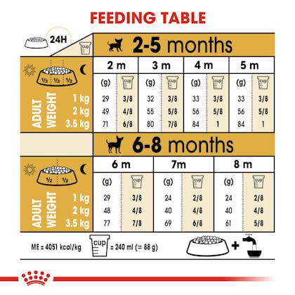 Chihuahua dog hot sale age chart