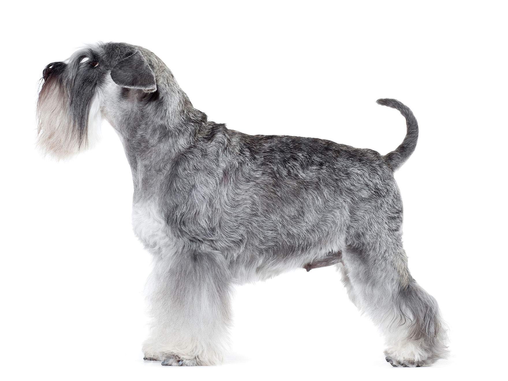 Miniature Schnauzer adult black and white