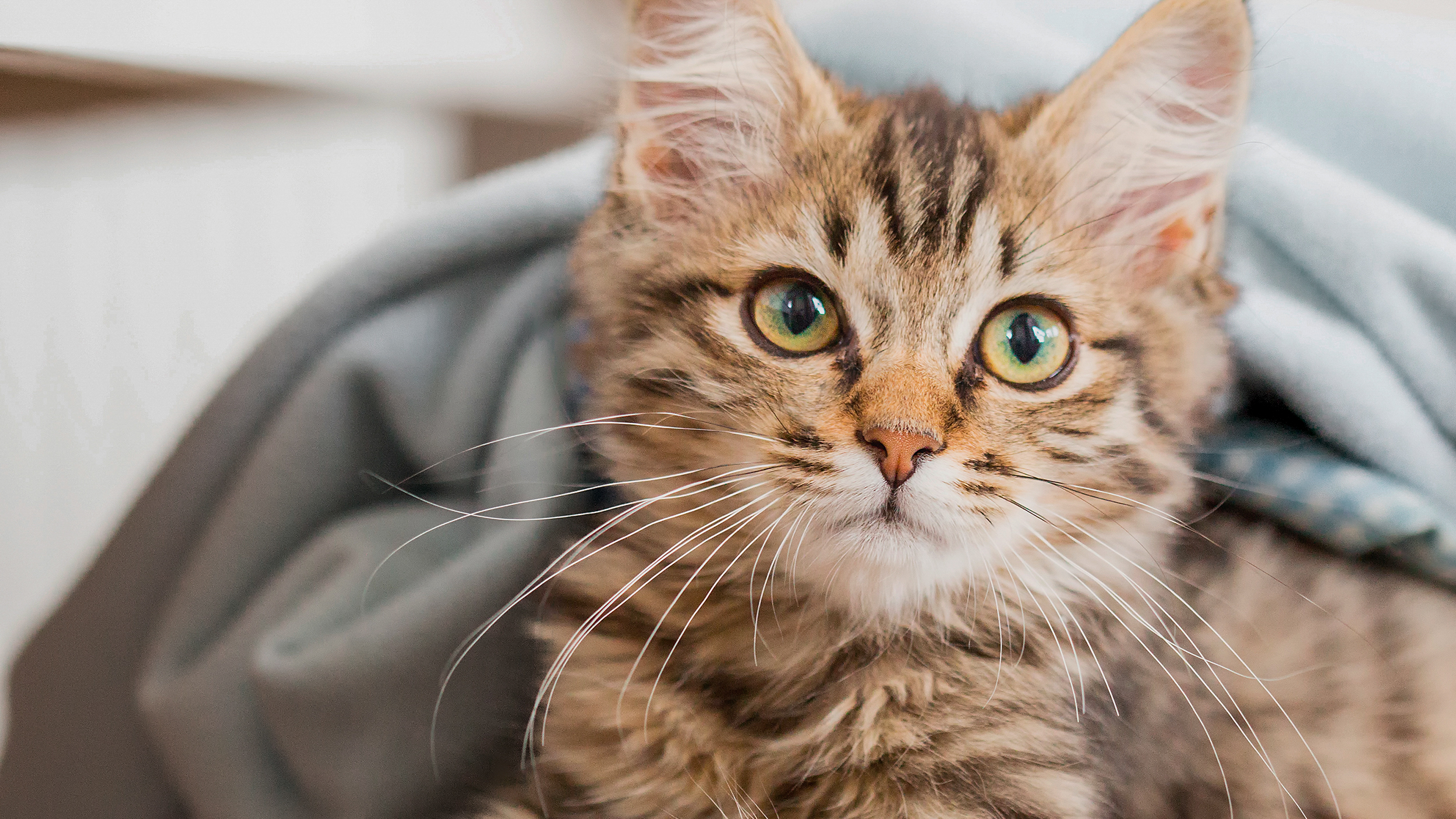 Kitten Norwegian Forest Cat sitting down under a grey blanket.