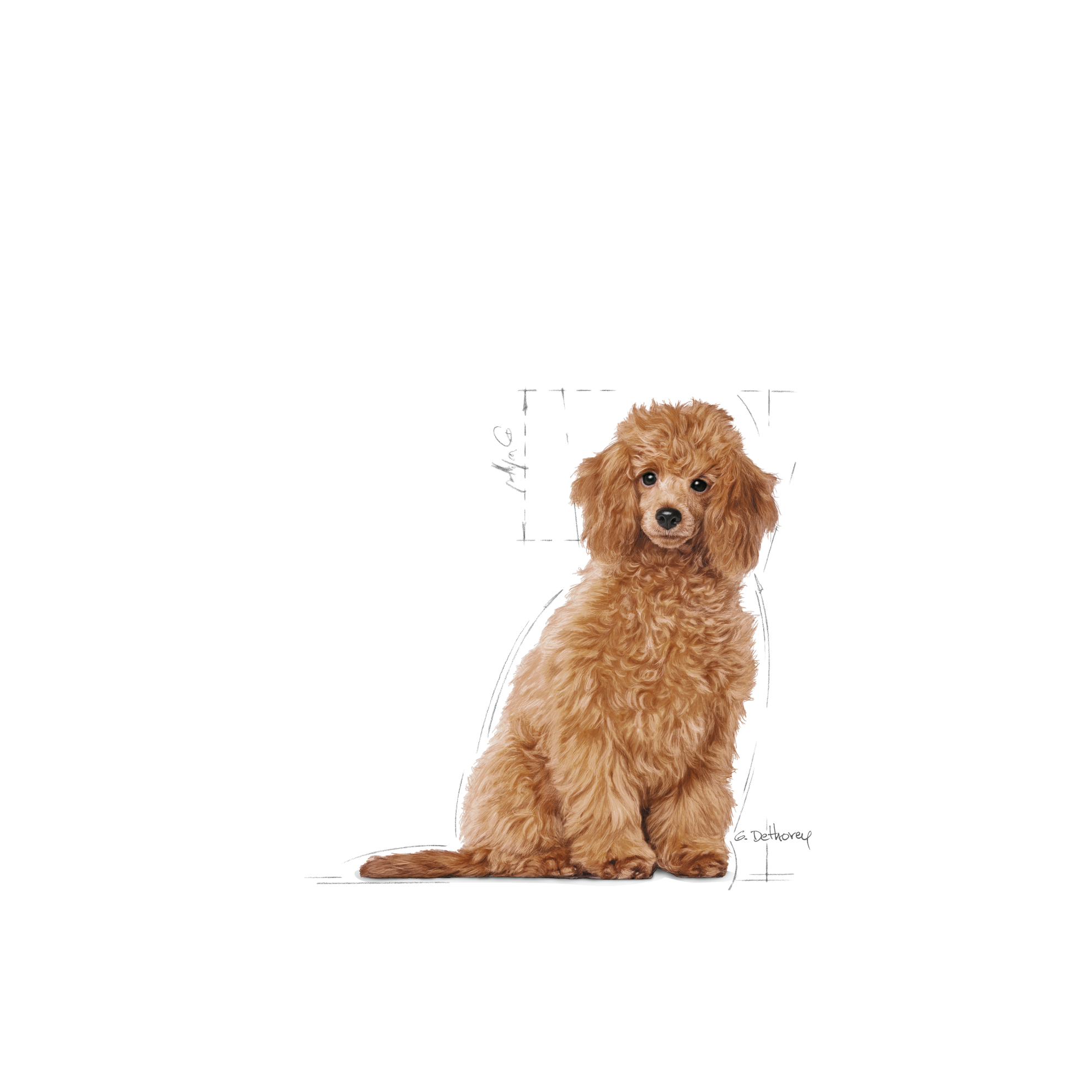 อาหารลูกสุนัข พันธุ์พุดเดิ้ล ชนิดเม็ด (POODLE PUPPY)