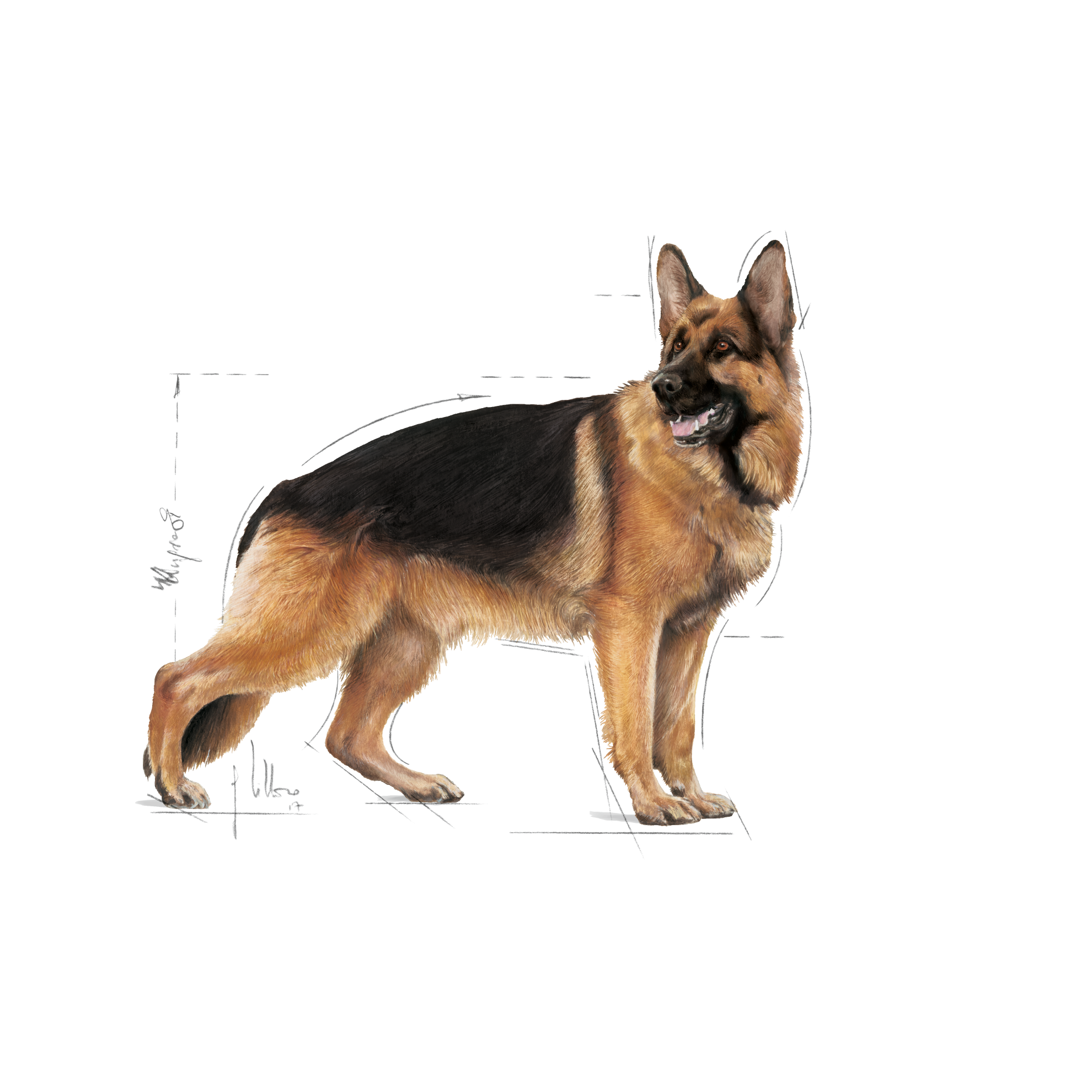 Royal canin maxi german shepherd sale