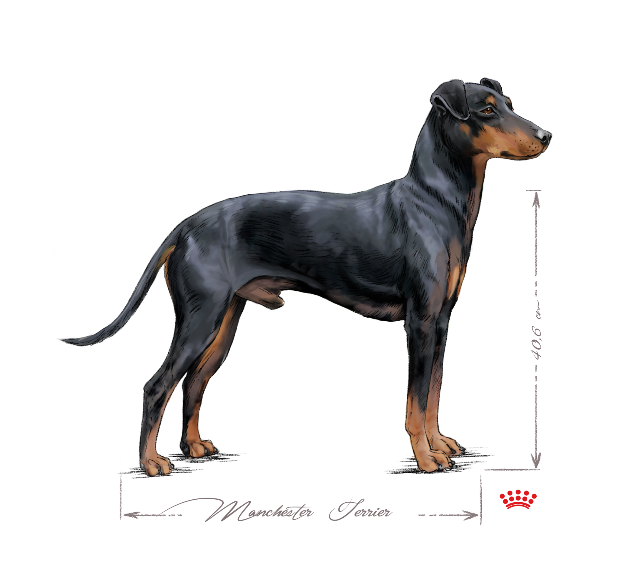 Manchester Terrier adult black and white