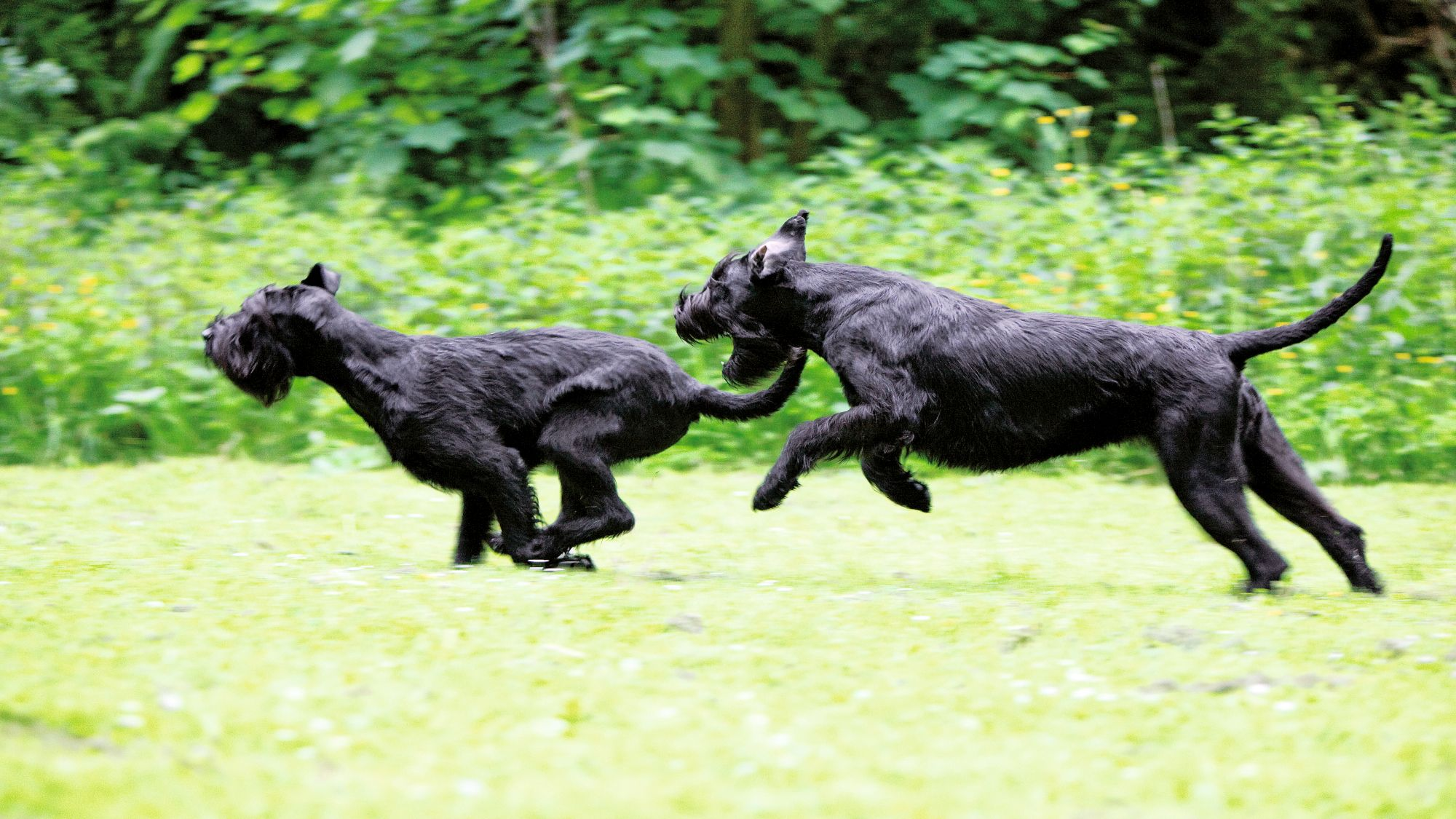 Two Giant Schnauzers running across a lawn