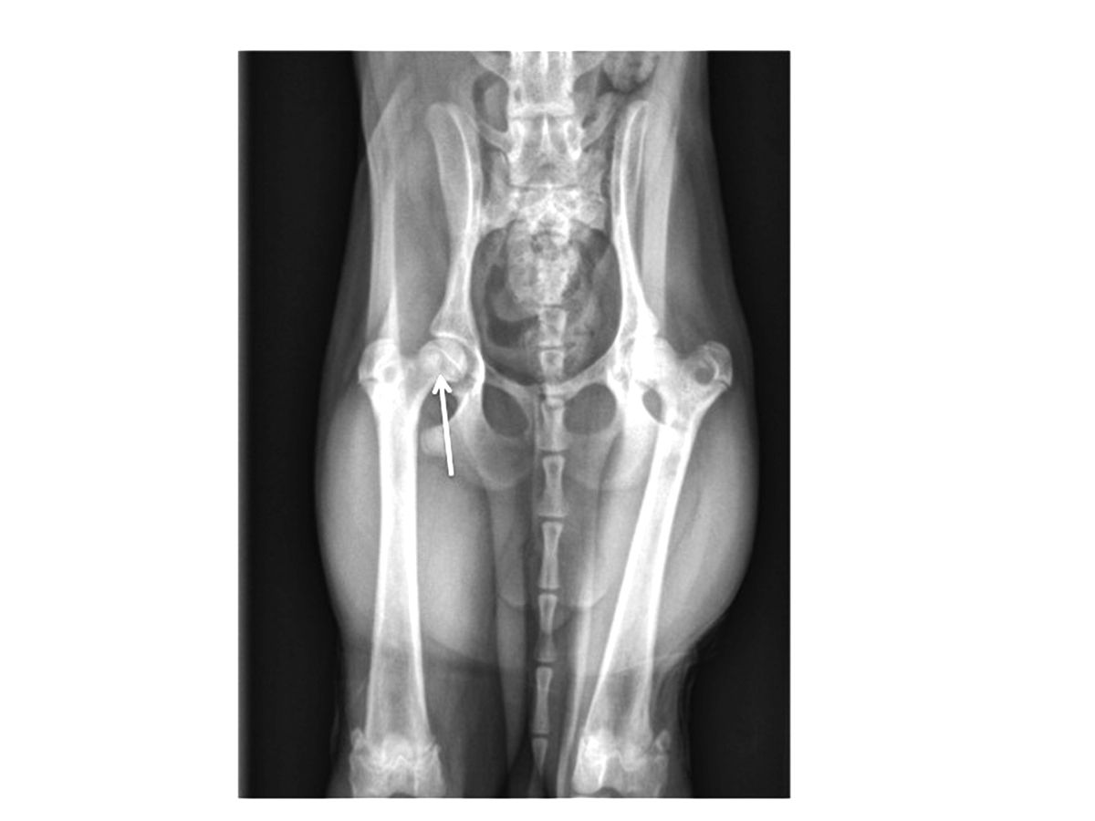 Radiographie d’un chien montrant des signes caractéristiques précoces de MLPC. La flèche indique des zones de déminéralisation débutante.