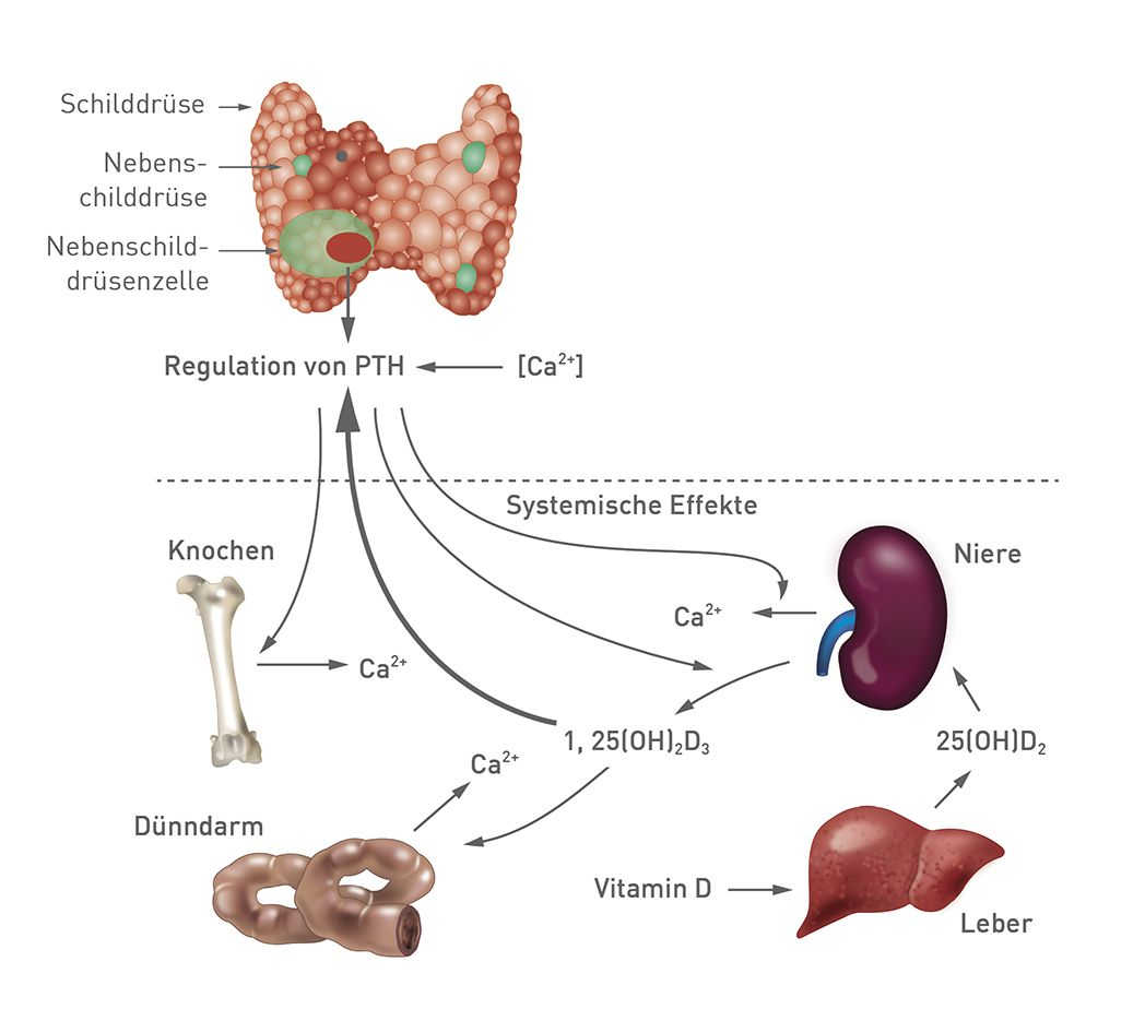 Mechanismus der Calciumhomöostase