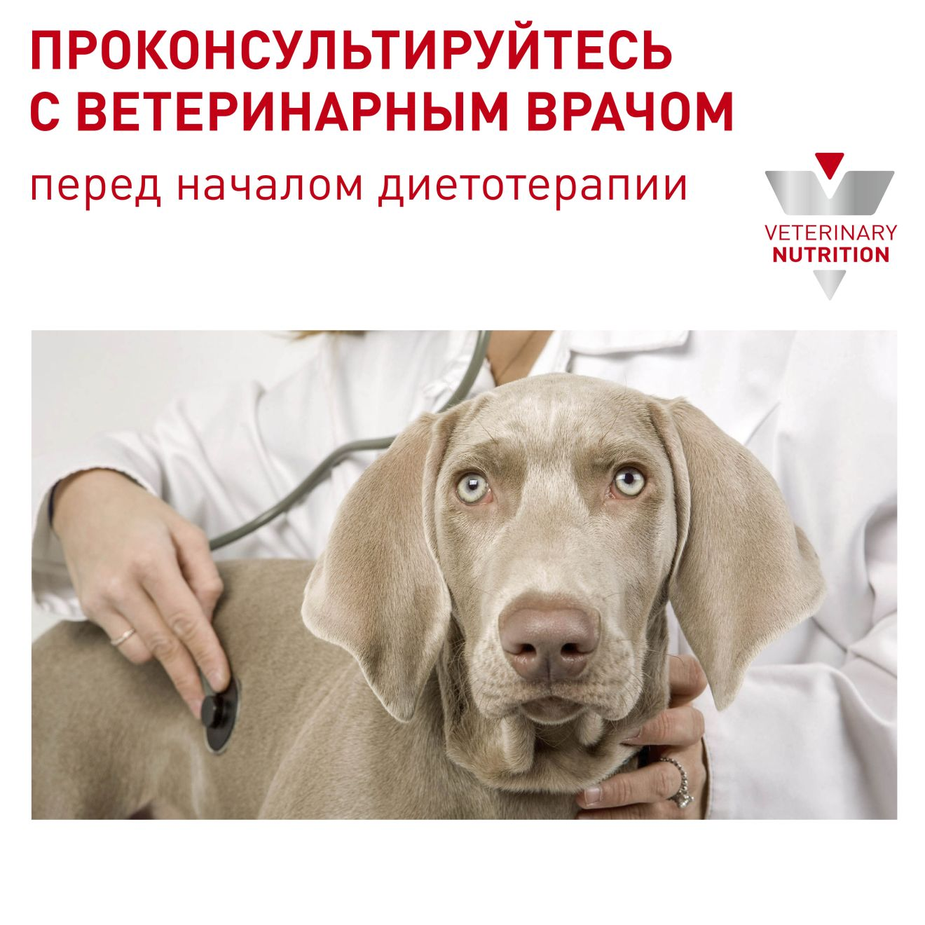 Royal canin neutered large 2024 dog