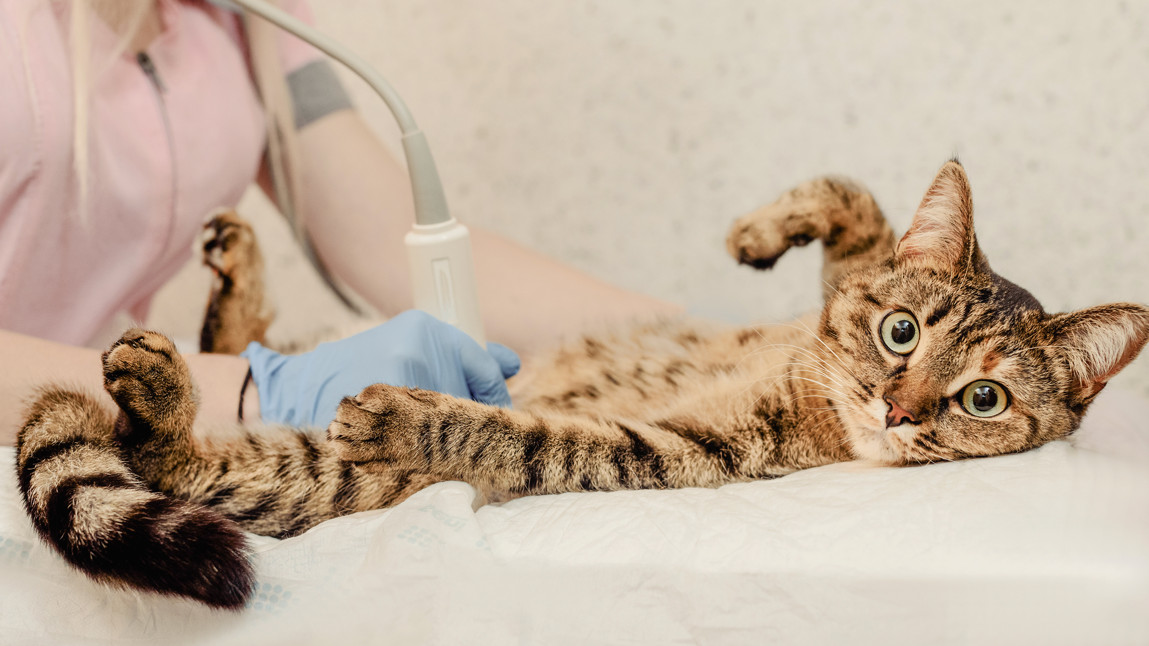 Tabby kitten being examined by a vet