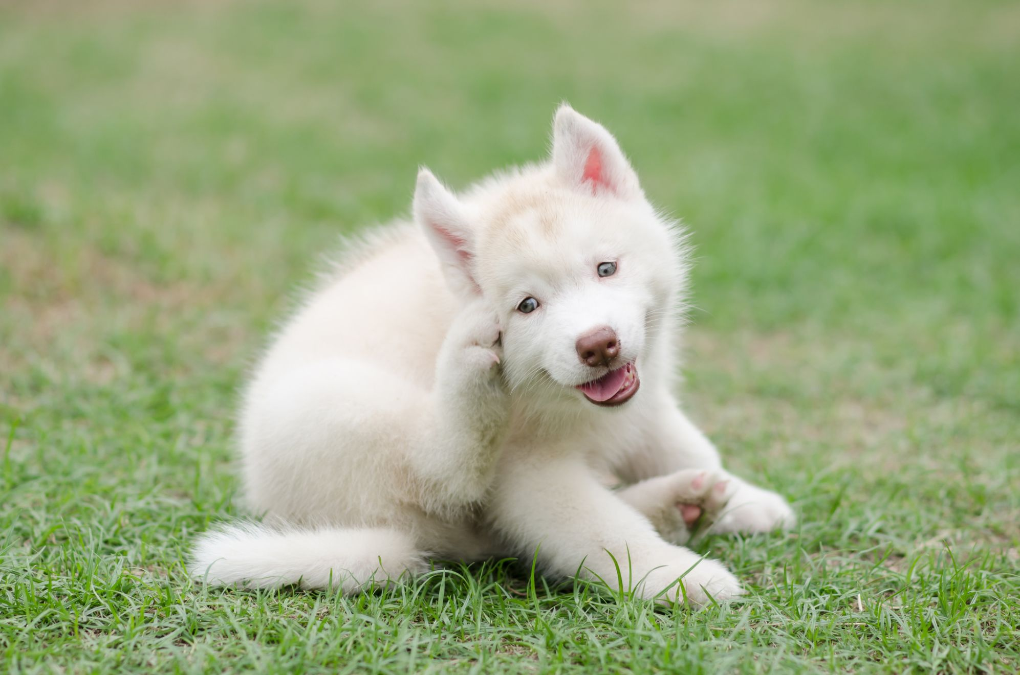 Samoyed dog scratching