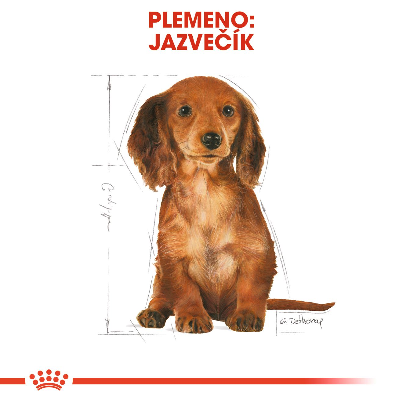 DACHSHUND Puppy