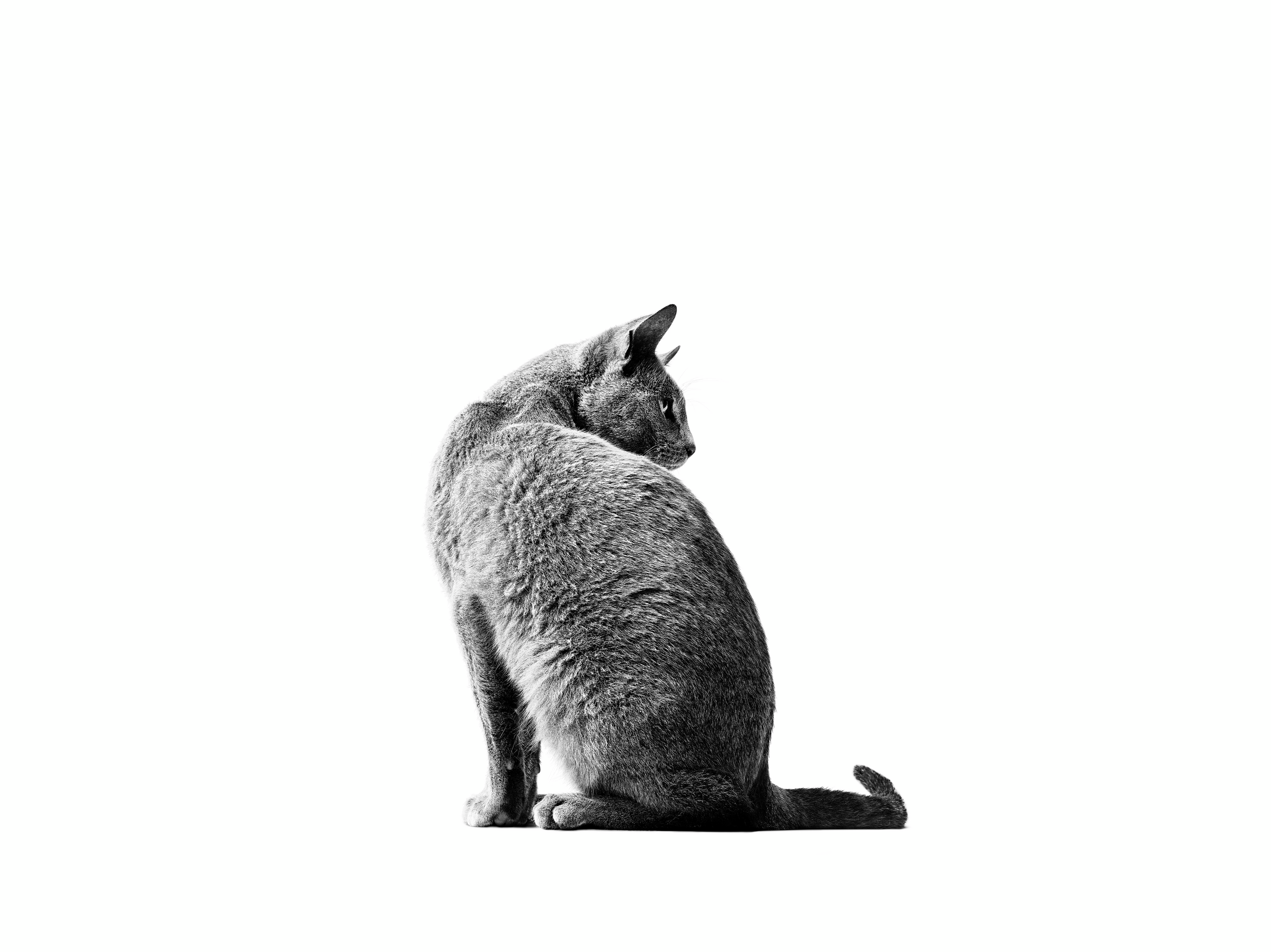 Russian Blue Adult sitting in black and white on a white background