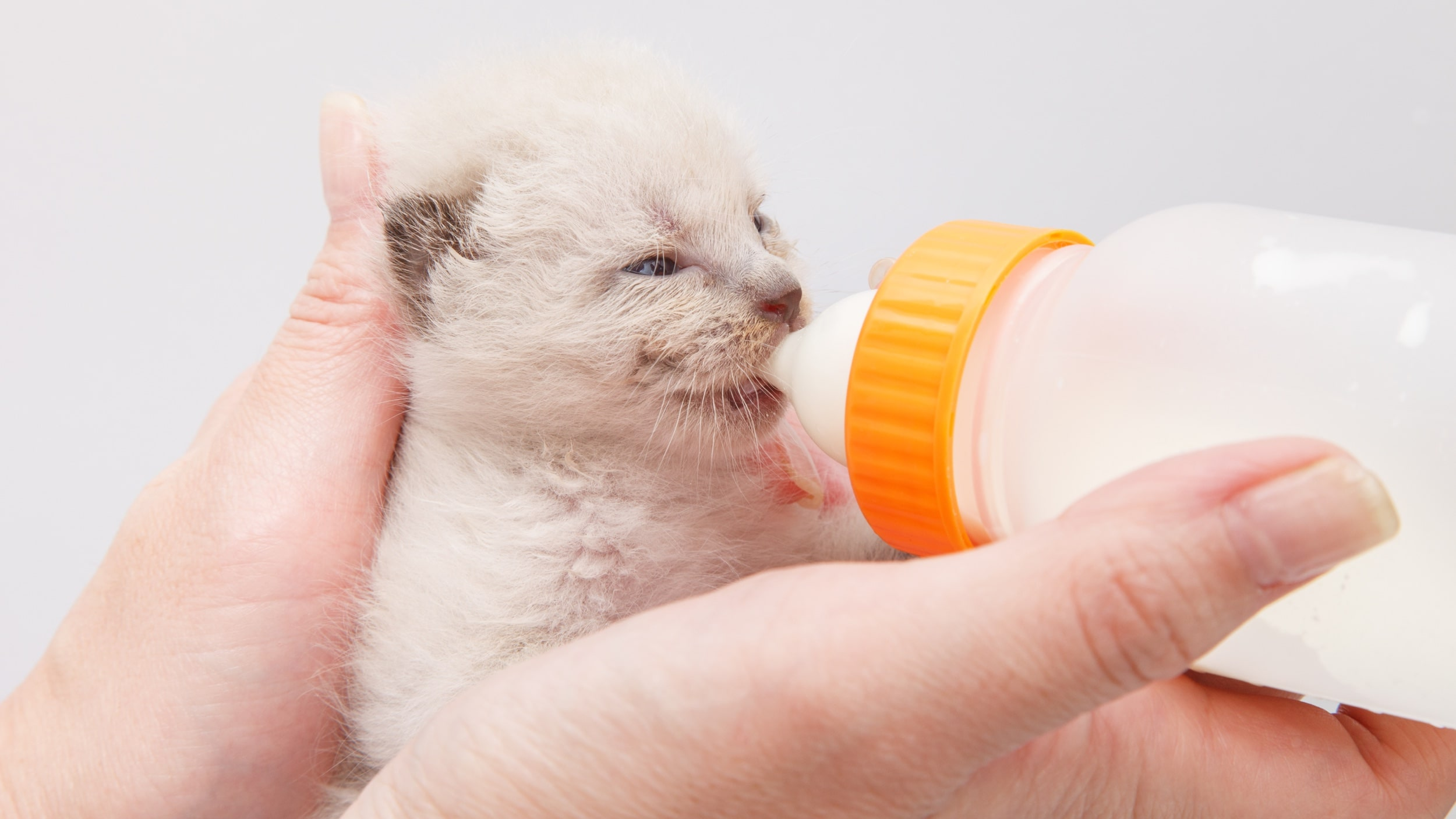 Gato recién nacido sentado bebiendo de un biberón.