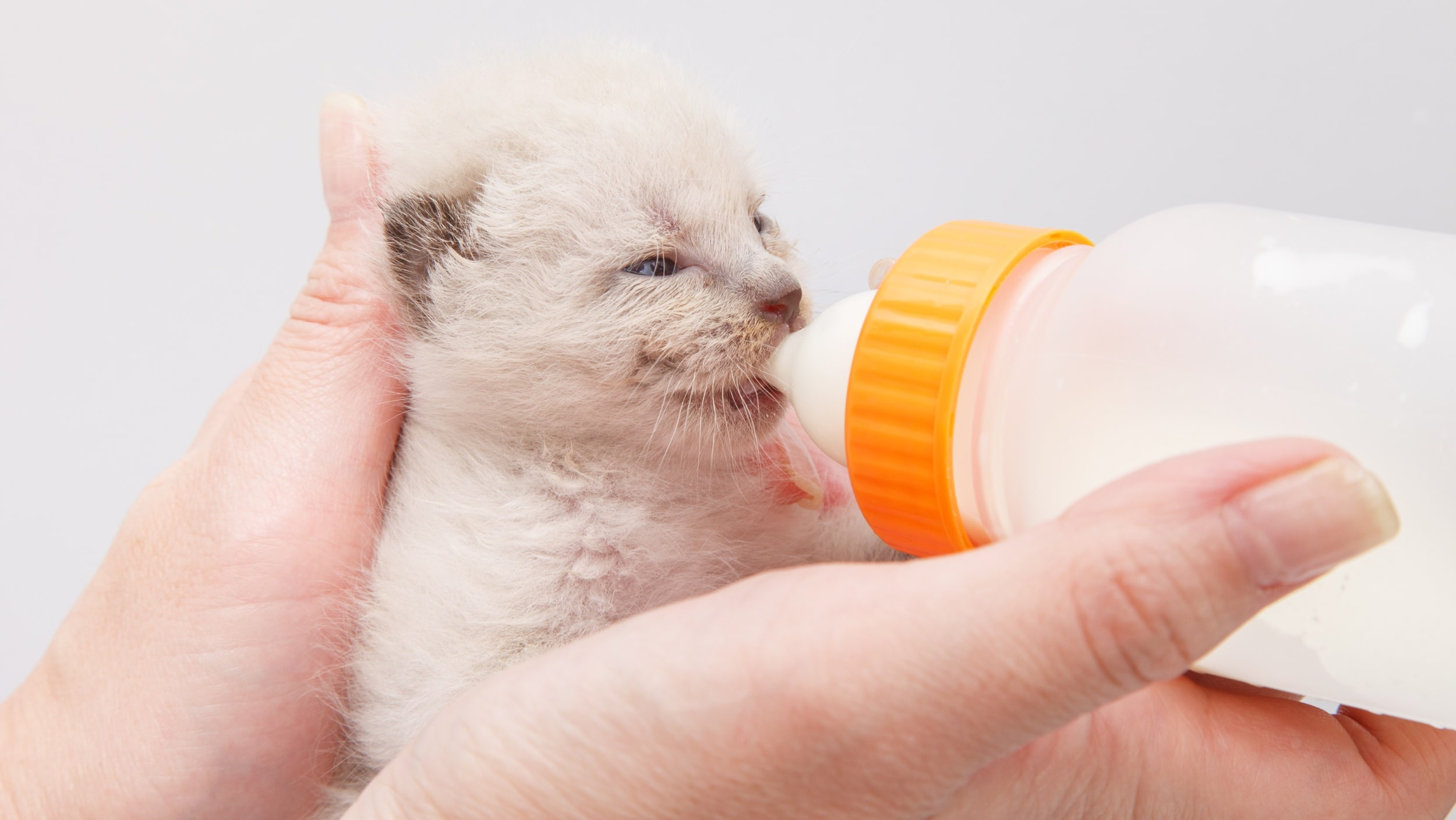 Gato recém-nascido sentado a beber de um biberão.