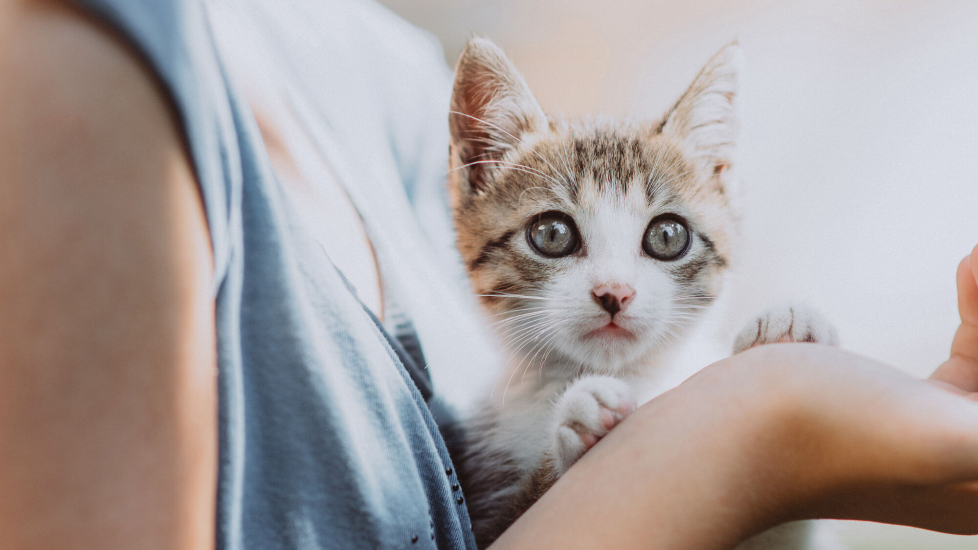 Kitten wordt vastgehouden door een mens