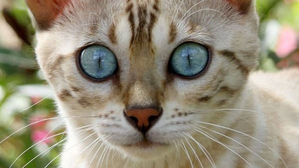 Gato Bengal creme gato com olhos azuis brilhantes a olhar para a câmara