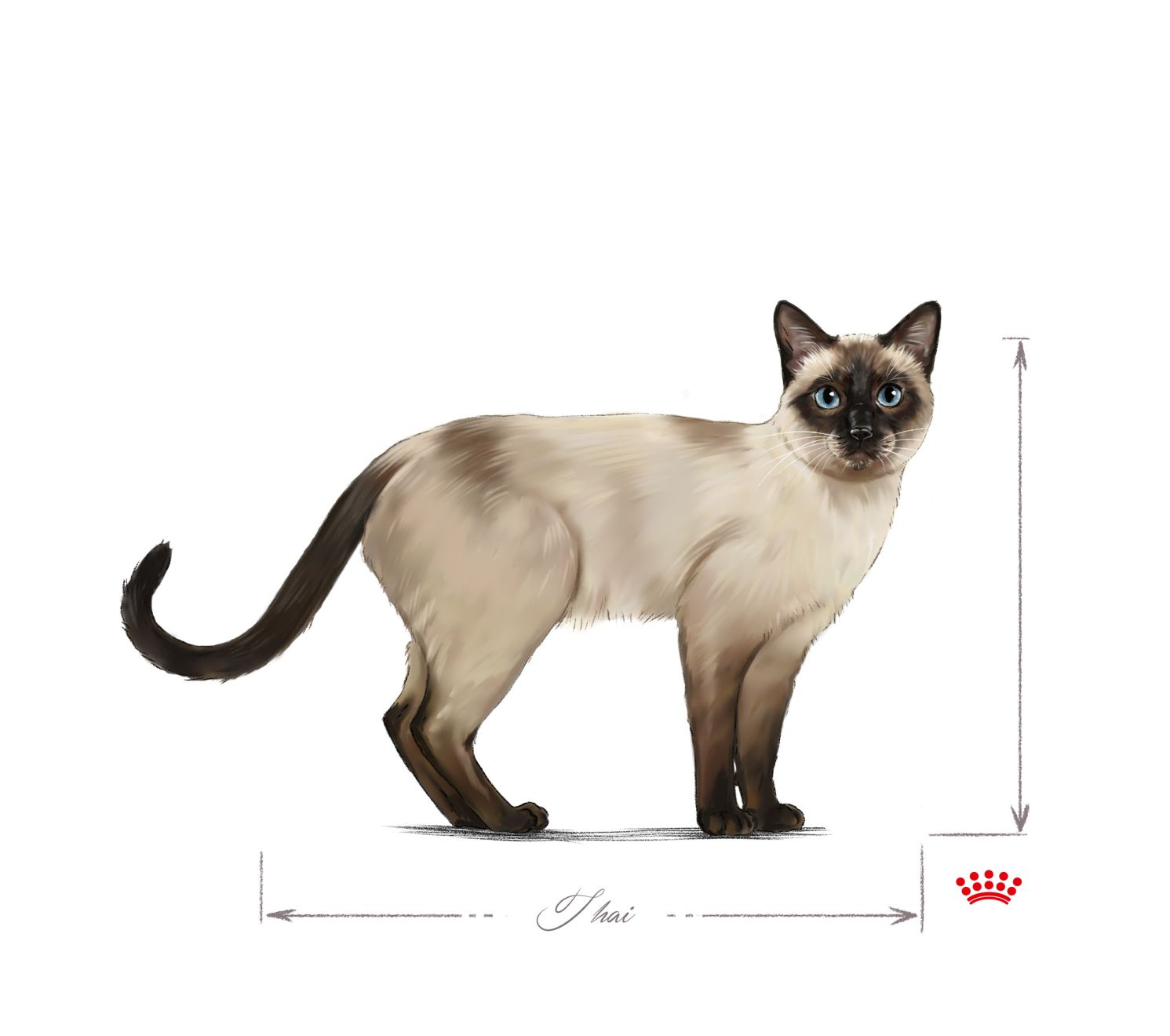 Illustration of Thai