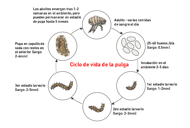 flea life cycle