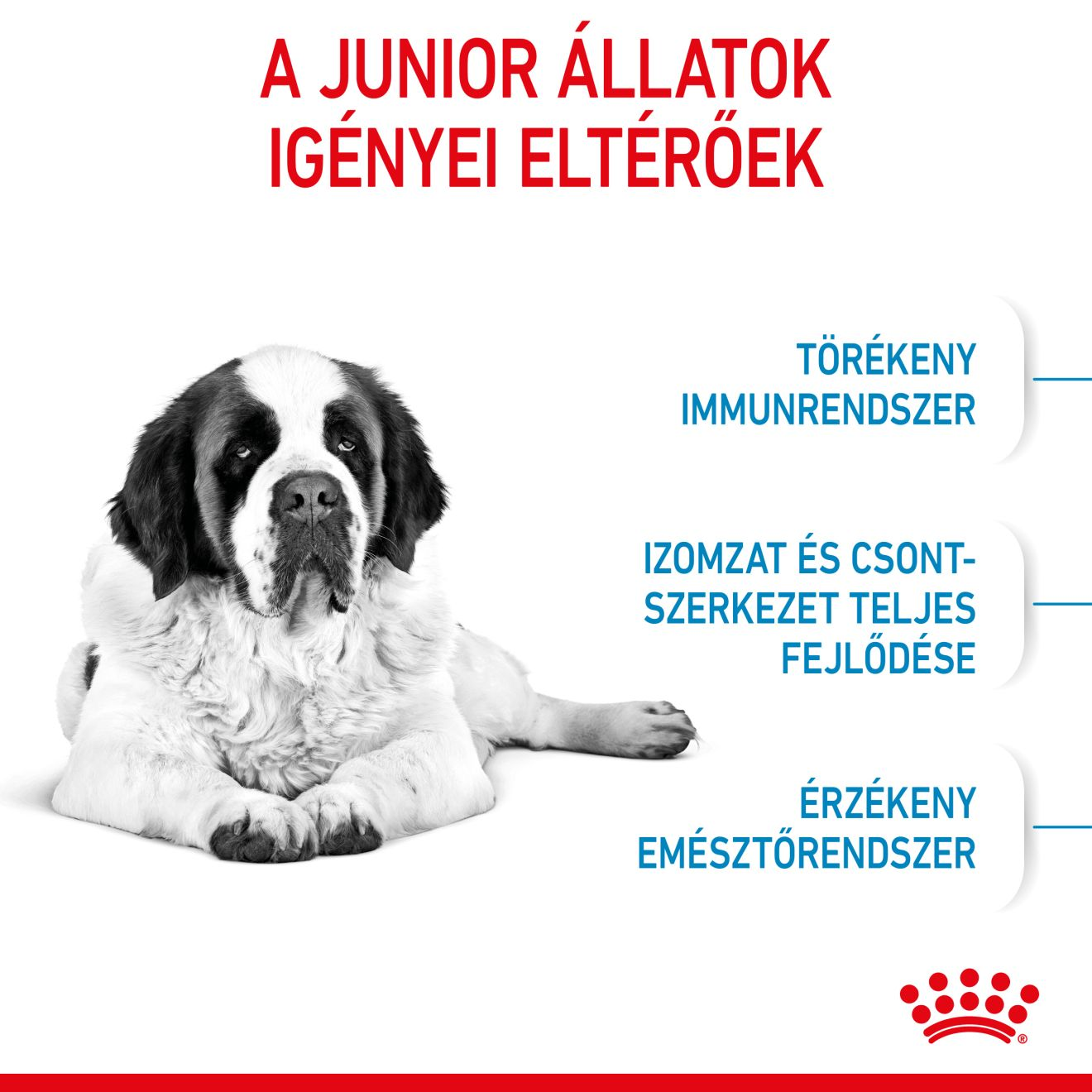 Giant Junior