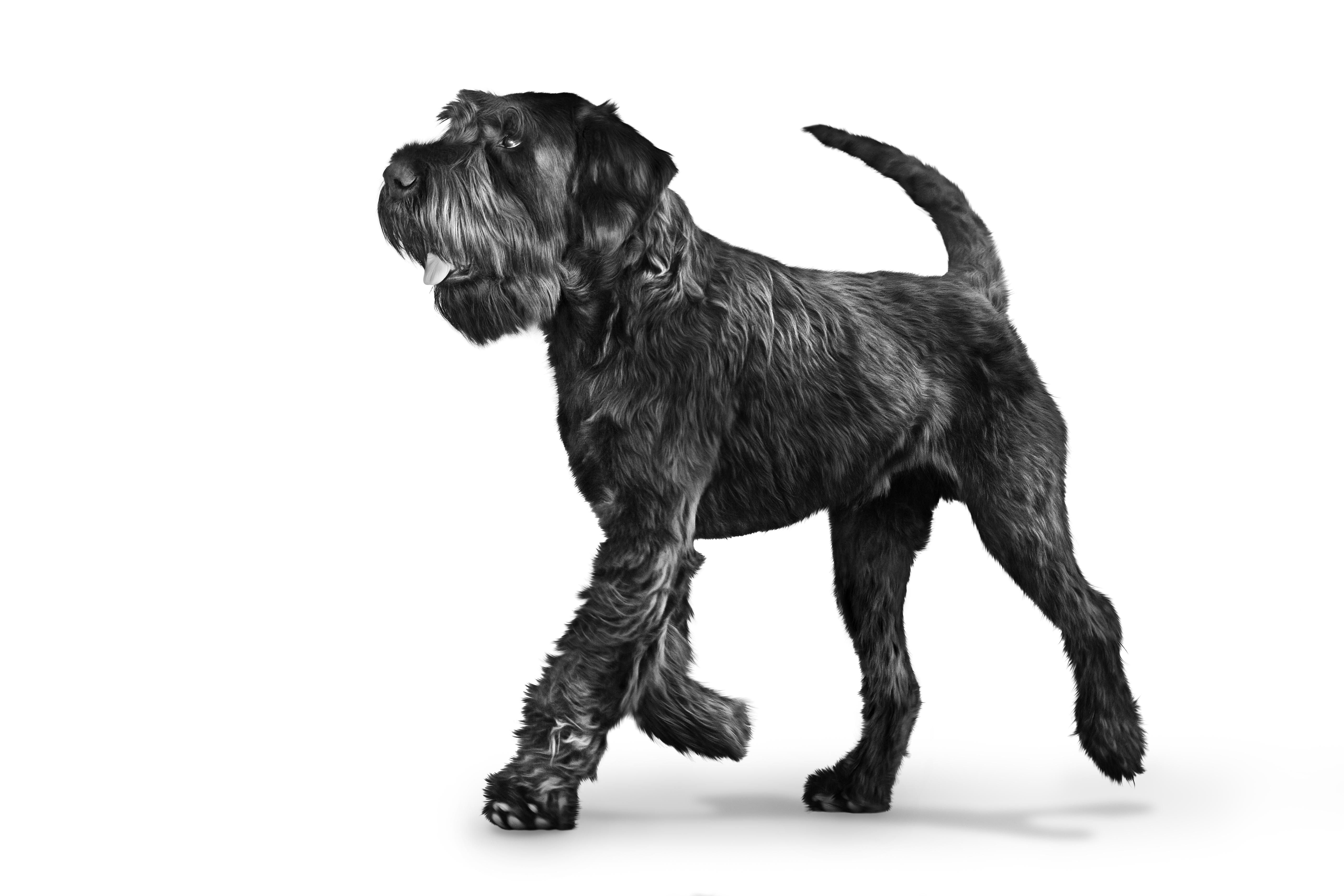 Giant Schnauzer adult in black and white