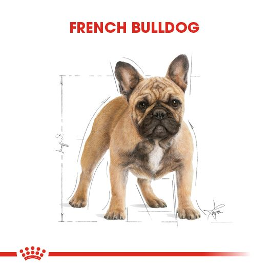 French Bulldog Adult Yetişkin Köpek Kuru Maması