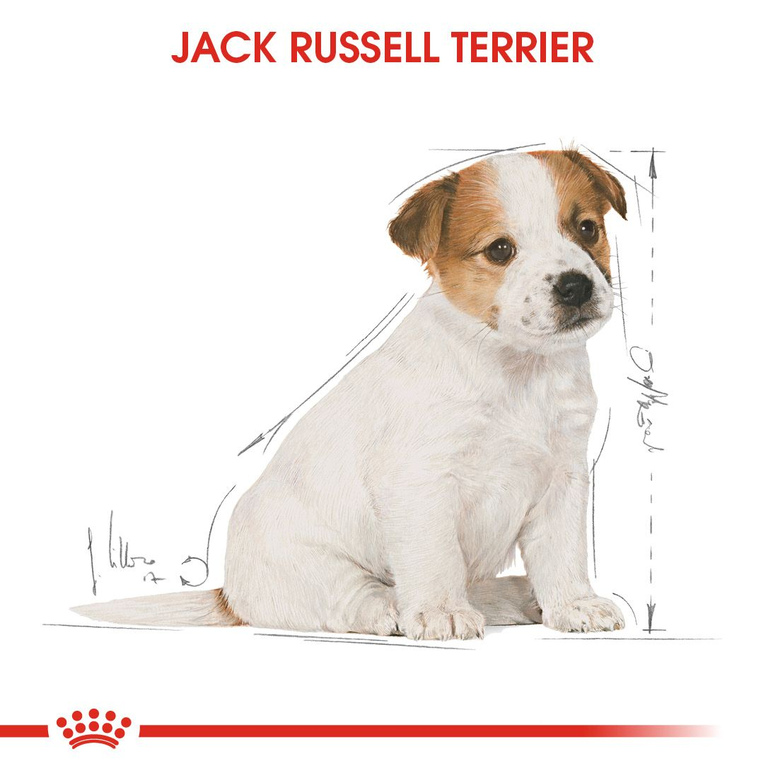 Jack Russell Puppy