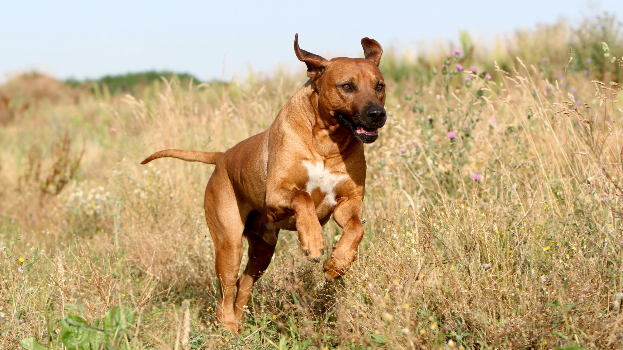 Rhodesian Ridgeback leaping over field of dried grass and purple flowers