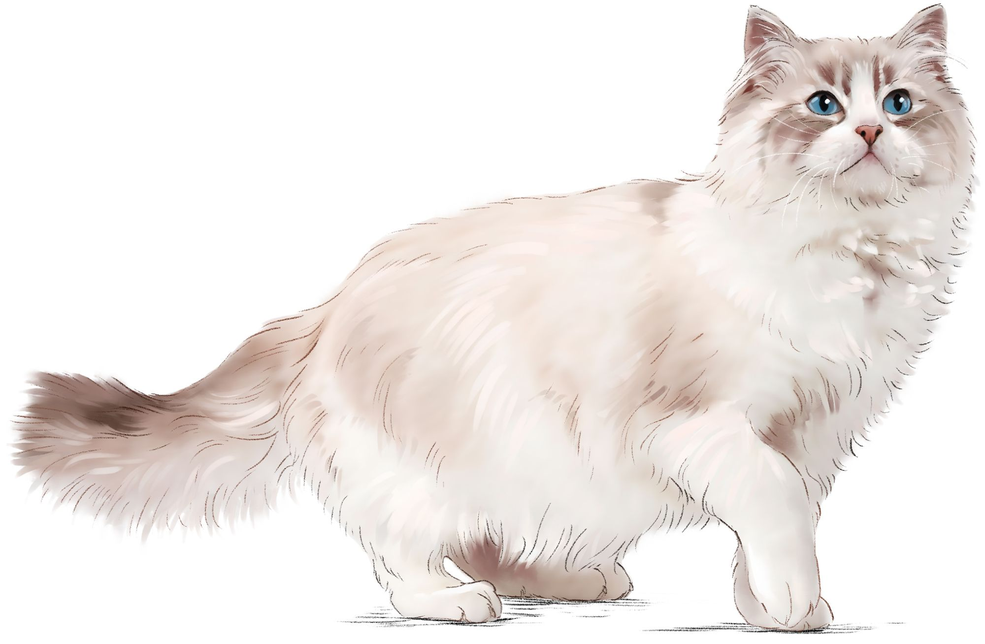 Ilustrasi kucing Ragdoll yang sedang berdiri