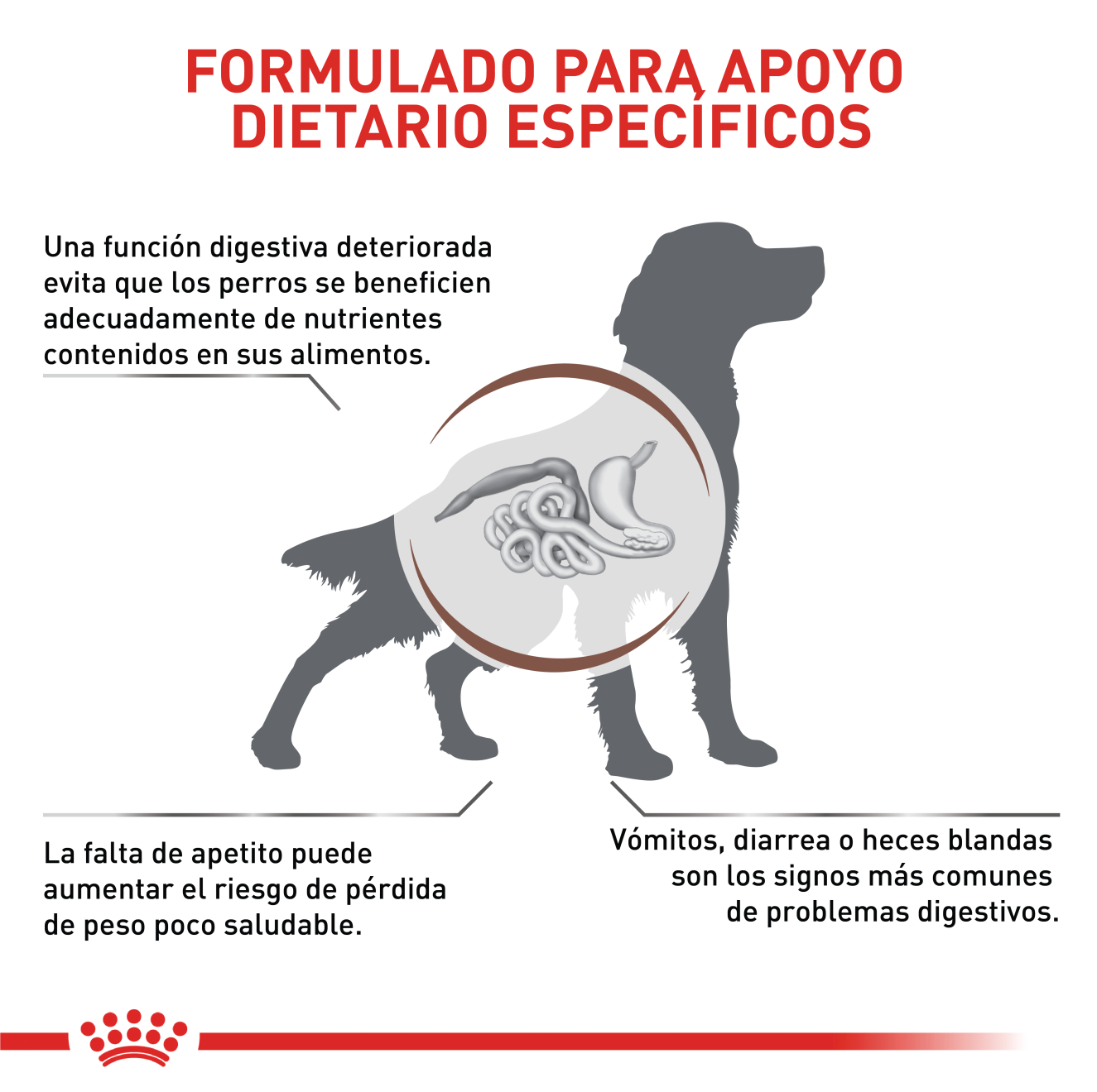 Gastrointestinal Perro