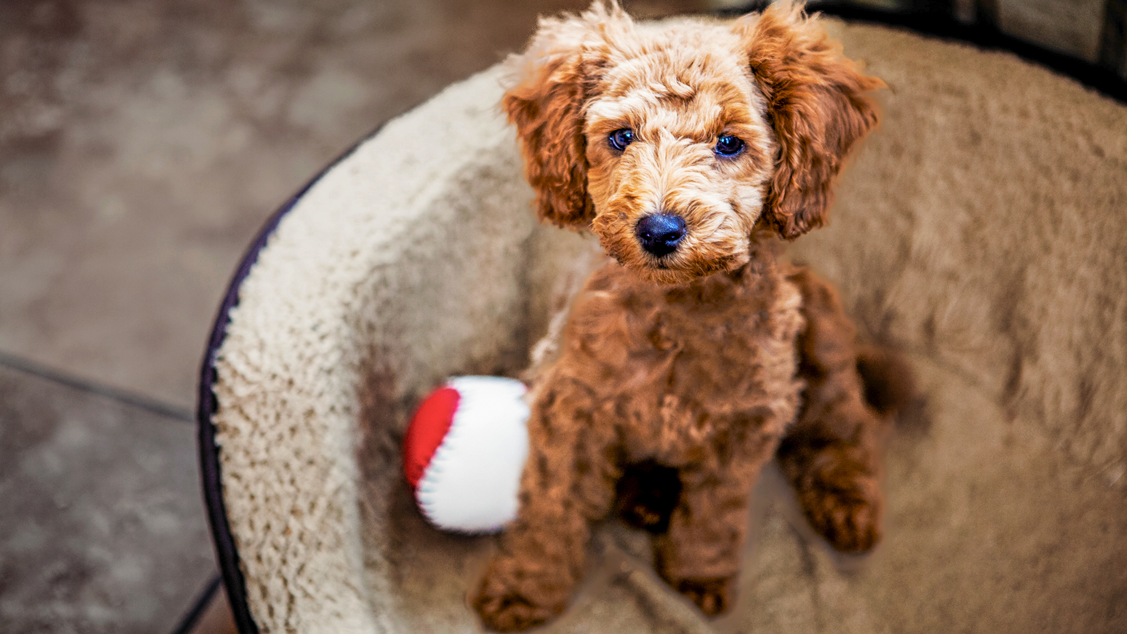 Poodle puppy sitting indoors in a dog bed