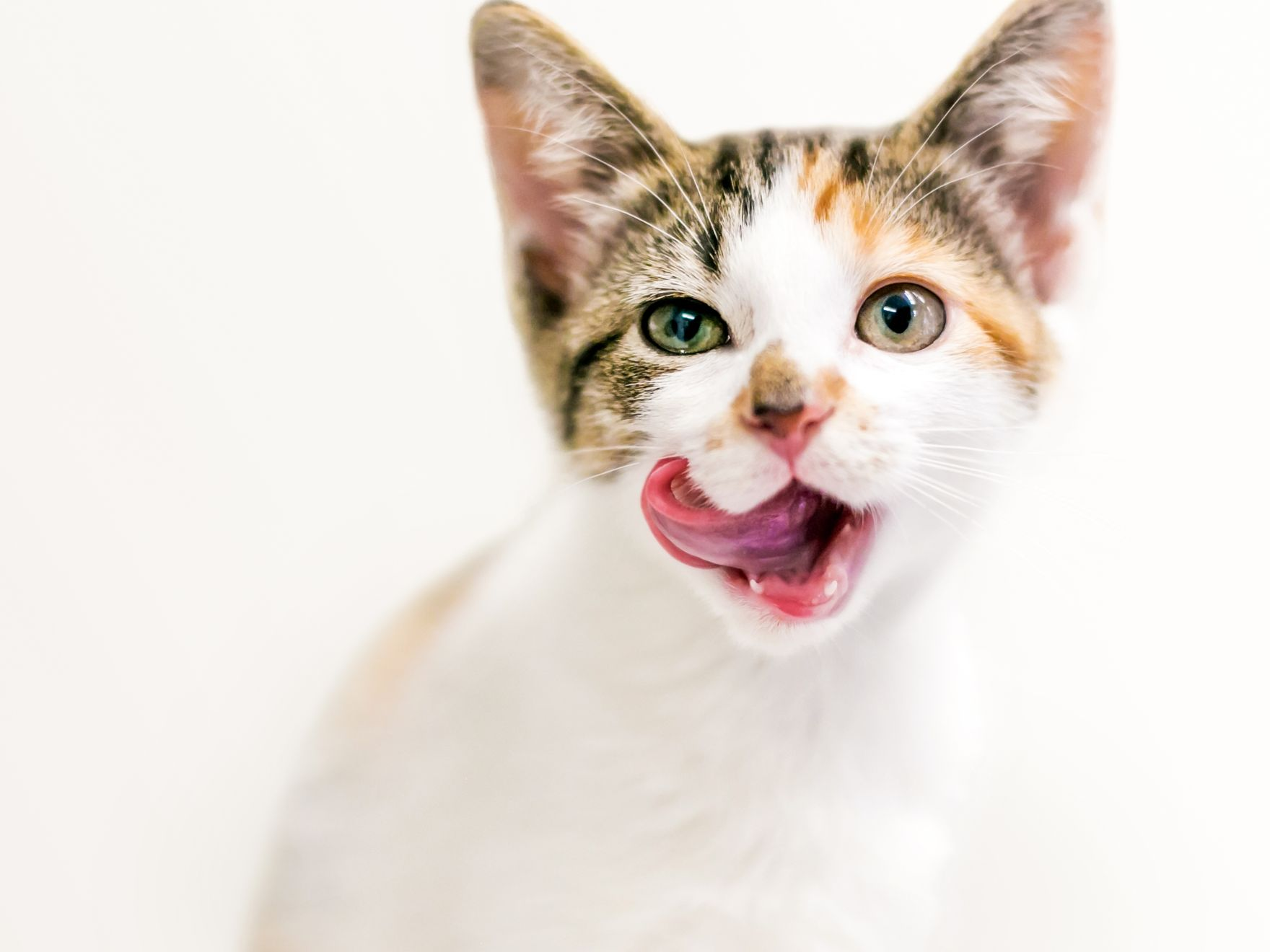 Kitten sitting down licking its lips