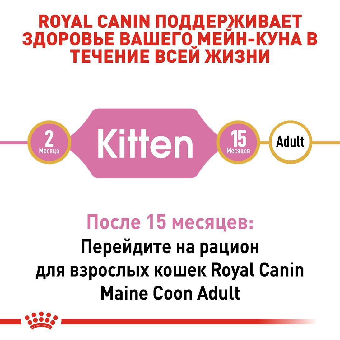 Maine Coon Kitten