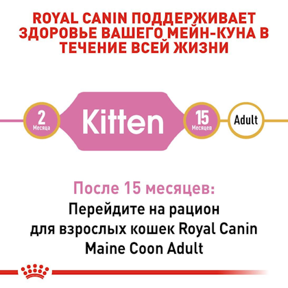 RC-FBN-KittenMaineCoon_2-RU.jpg
