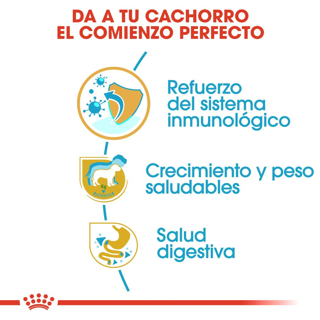 Labrador Retriever Puppy