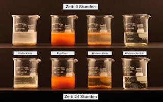 Illustration unterschiedlicher Löslichkeiten und Viskositäten verschiedener Faserquellen, die zu gleichen Mengen in 100 ml Wasser gegeben wurden. Hafer- und Weizenkleie absorbieren kein Wasser, und nach 24 Stunden sind keine Veränderungen zu erkennen. Weizendextrinpulver löst sich unmittelbar und bleibt in Lösung. Psylliumpulver absorbiert Wasser und bildet nach 24 Stunden ein dickes, visköses Gel.