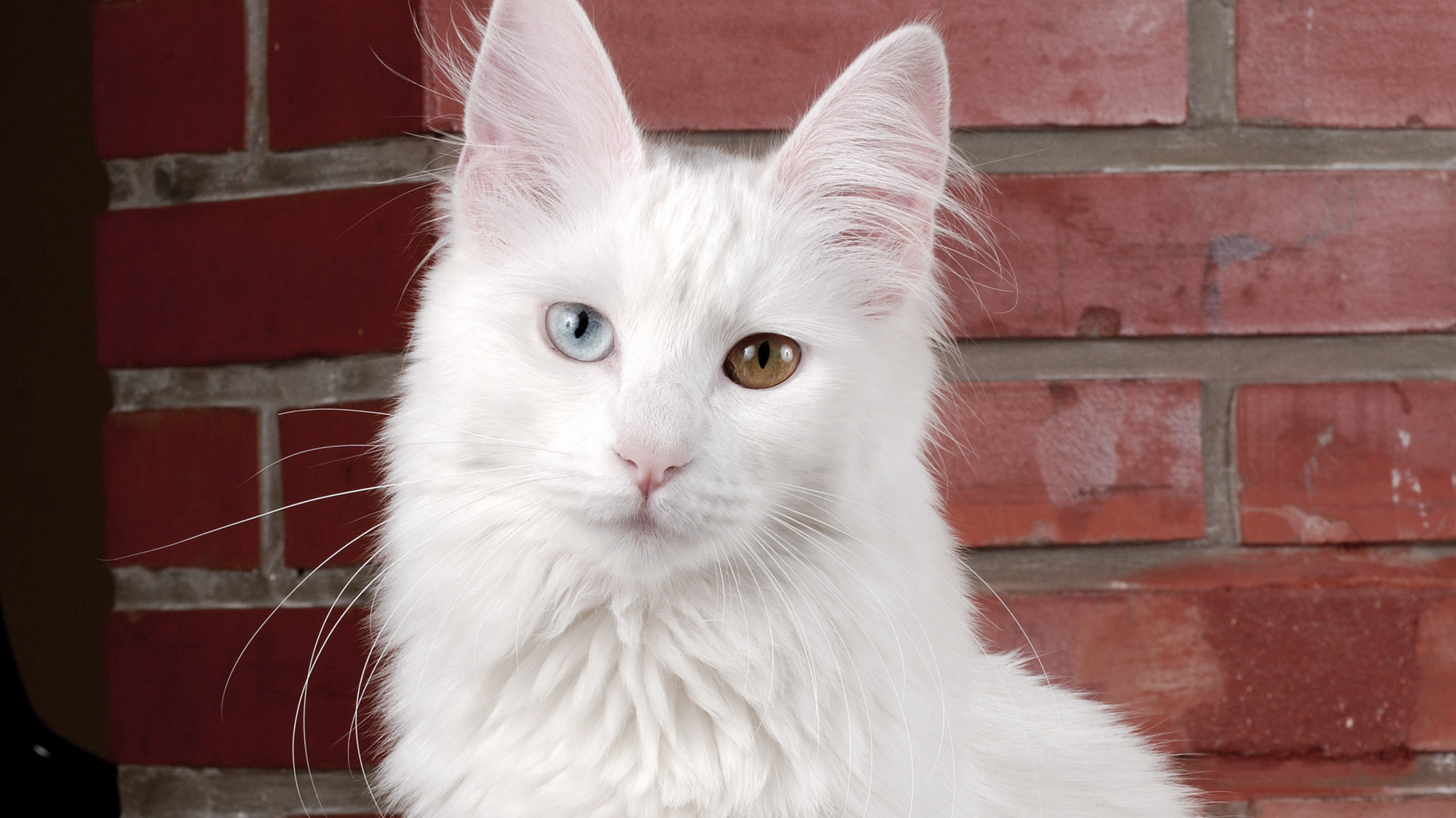 Close-up of Turkish Angora with different coloured eyes