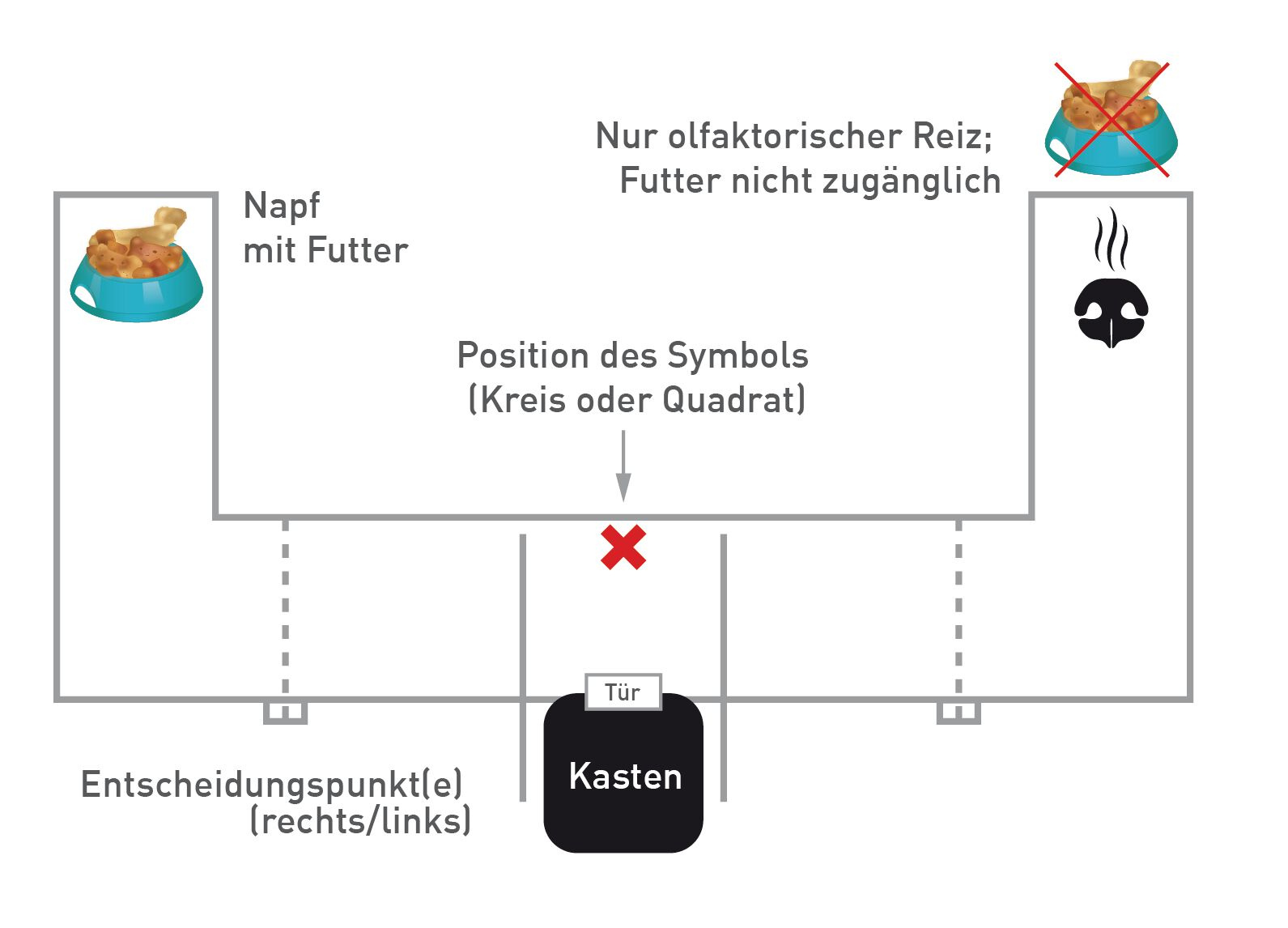 Das in Studie 2 eingesetzte T-Labyrinth