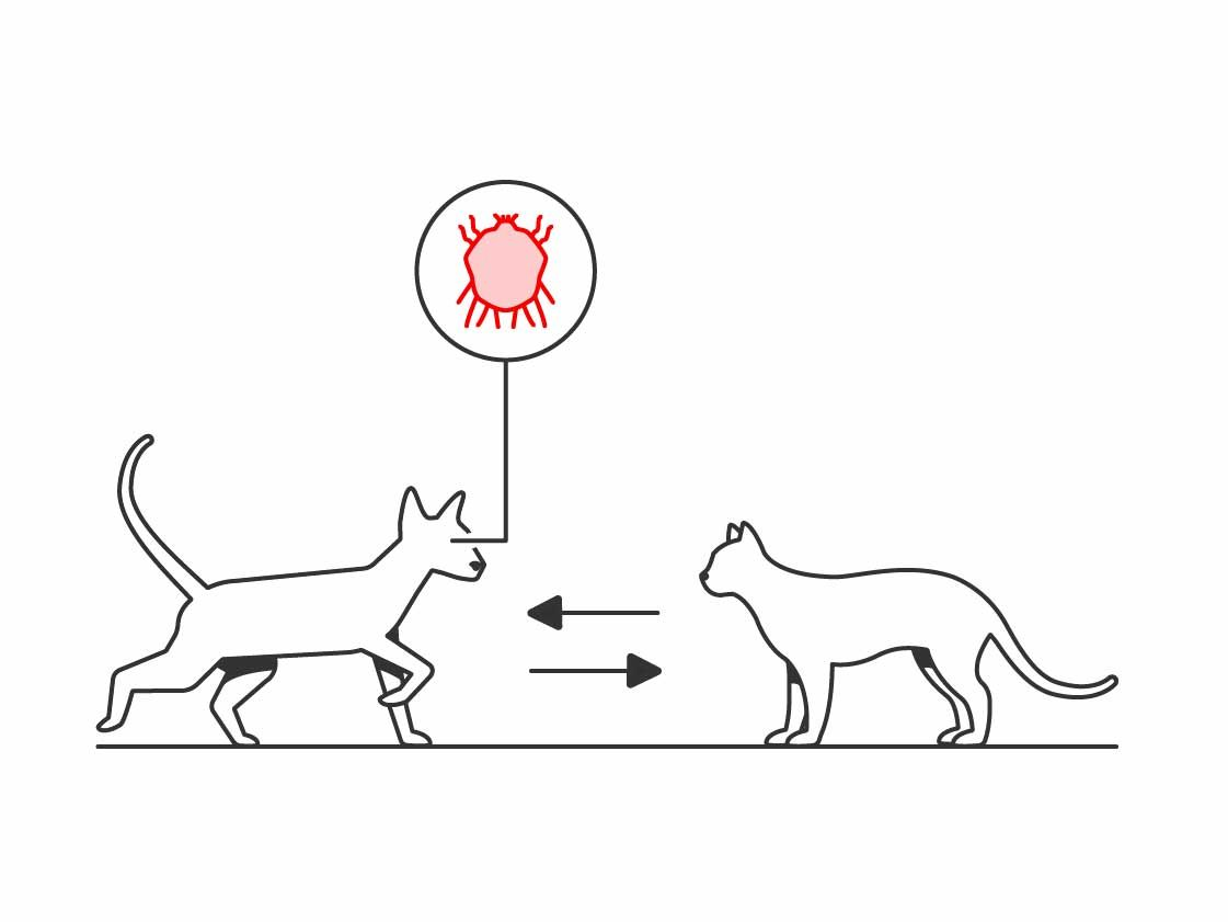 illustration of cat passing parasite to another cat