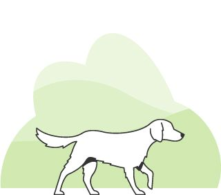 Illustrasjon av hund som går, med grønn bakgrunn