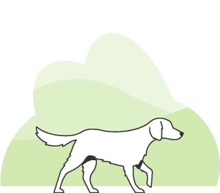 Illustrazione di un cane che cammina su uno sfondo verde