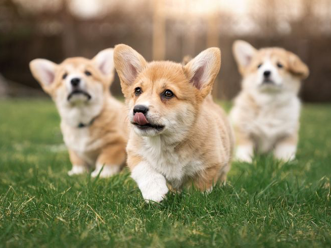 Tres cachorros de Welsh Pembroke Corgi en el pasto del jardín.