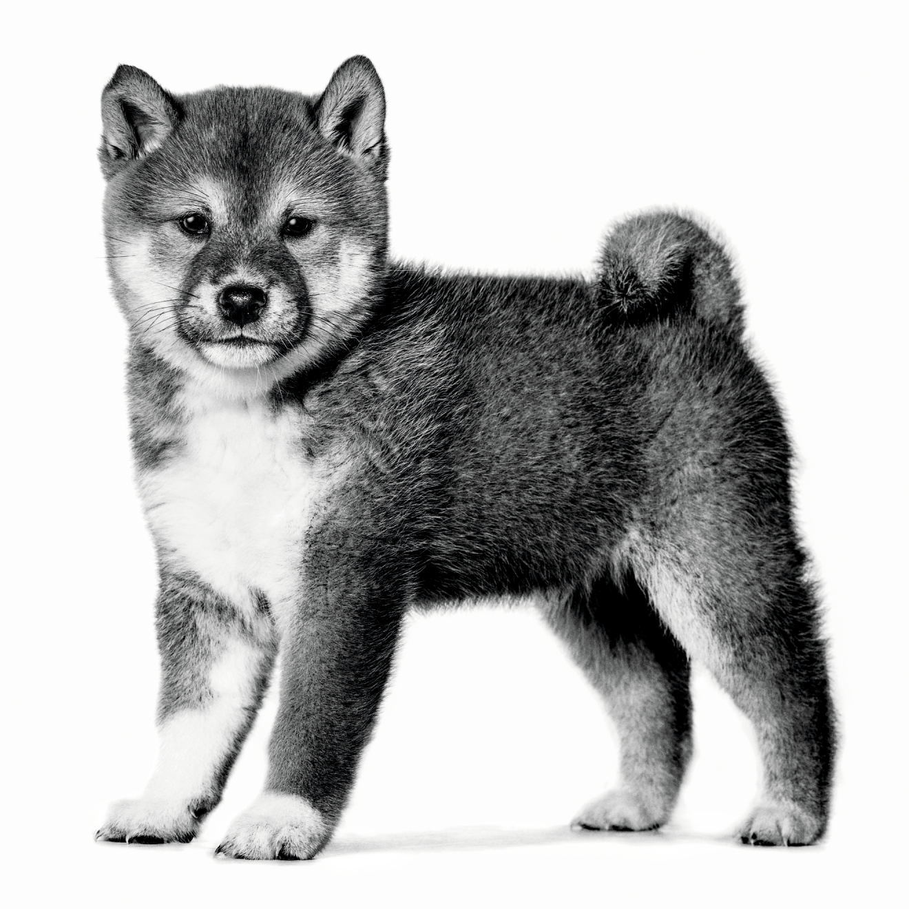 SHIBA_INU_PUPPY_-EMBLEMATIC