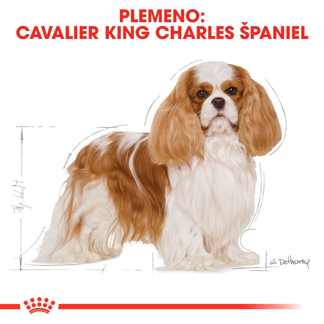 CAVALIER KING CHARLES Adult